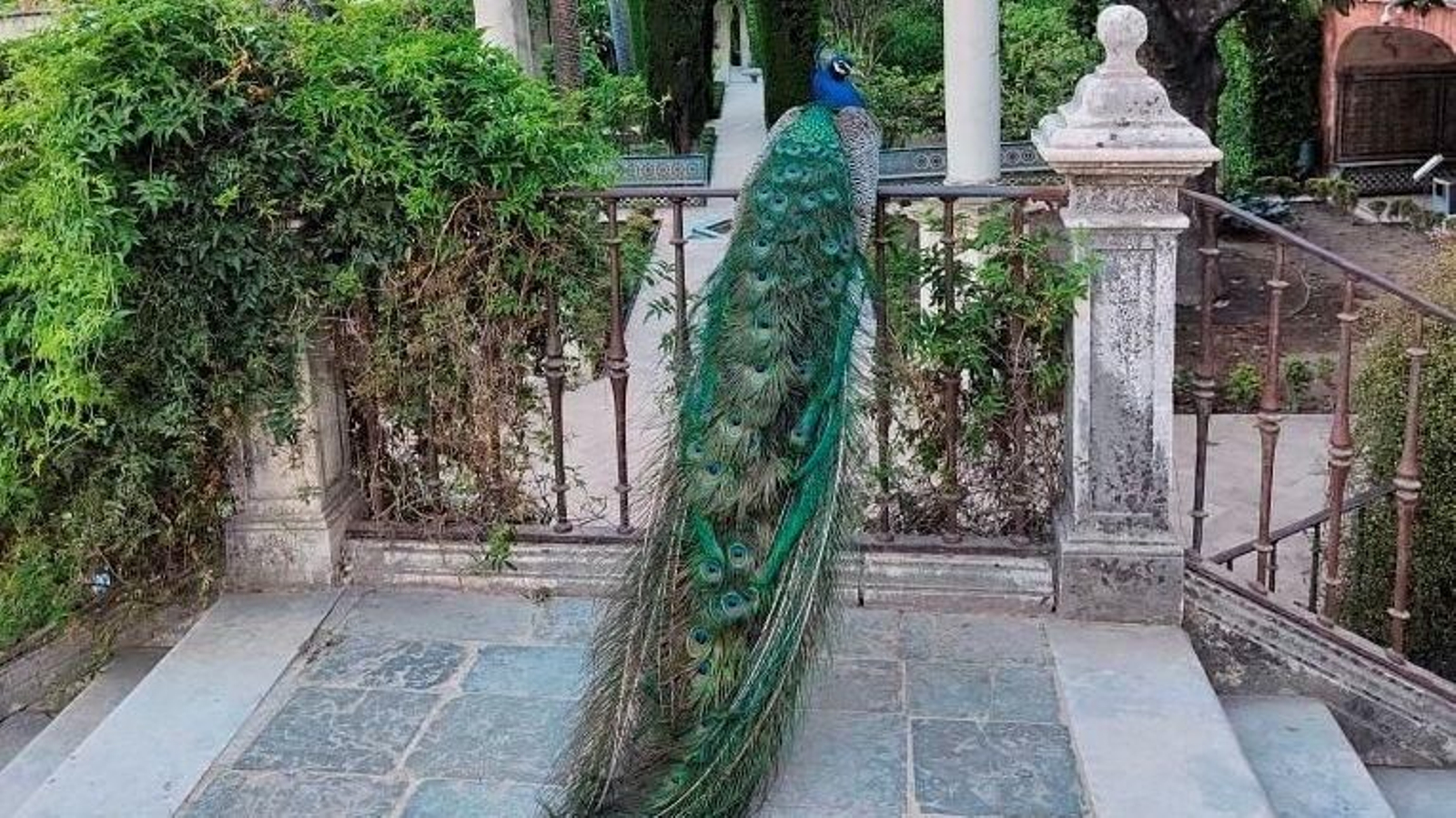 Un pavo real en los jardines del Real Alcázar.