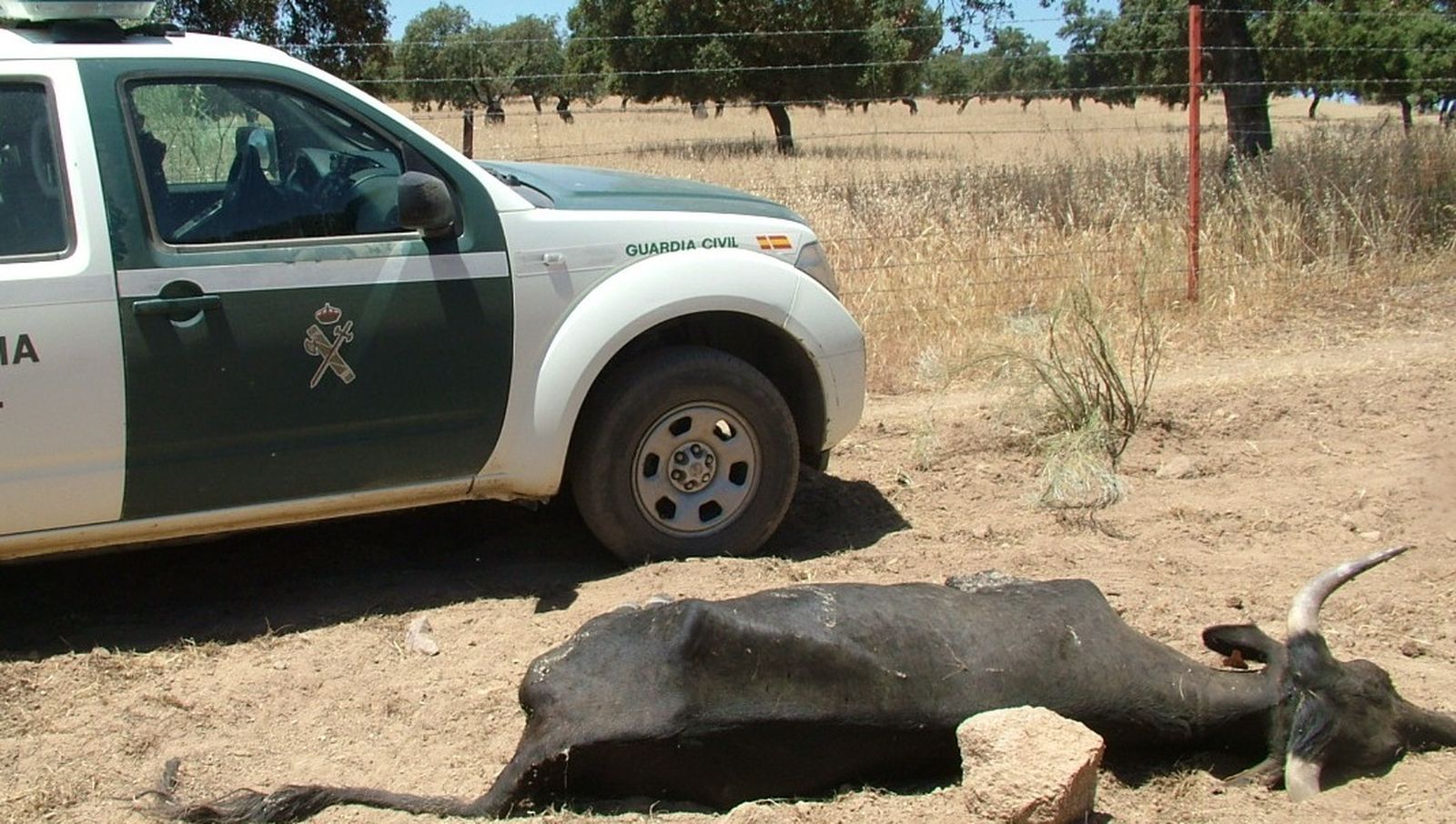 Una de las vacas muertas.