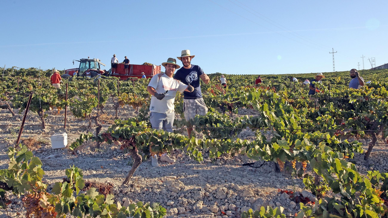 Vendimia a mano en la Viña El Caribe en Jerez