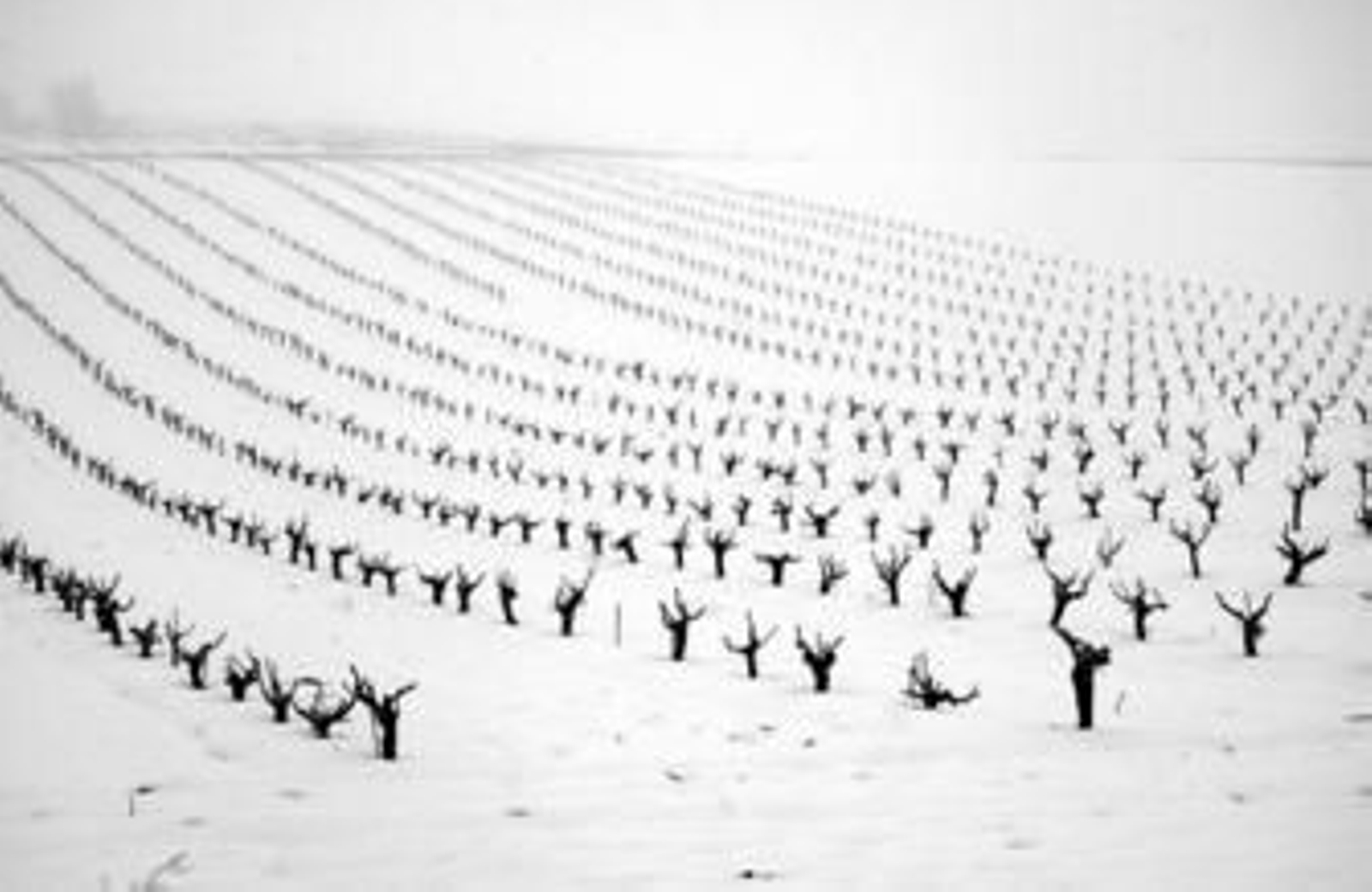 Impresionante imagen del viñedo de Bodegas Bohórquez, de densidad inusual para Ribera, completamente nevado.