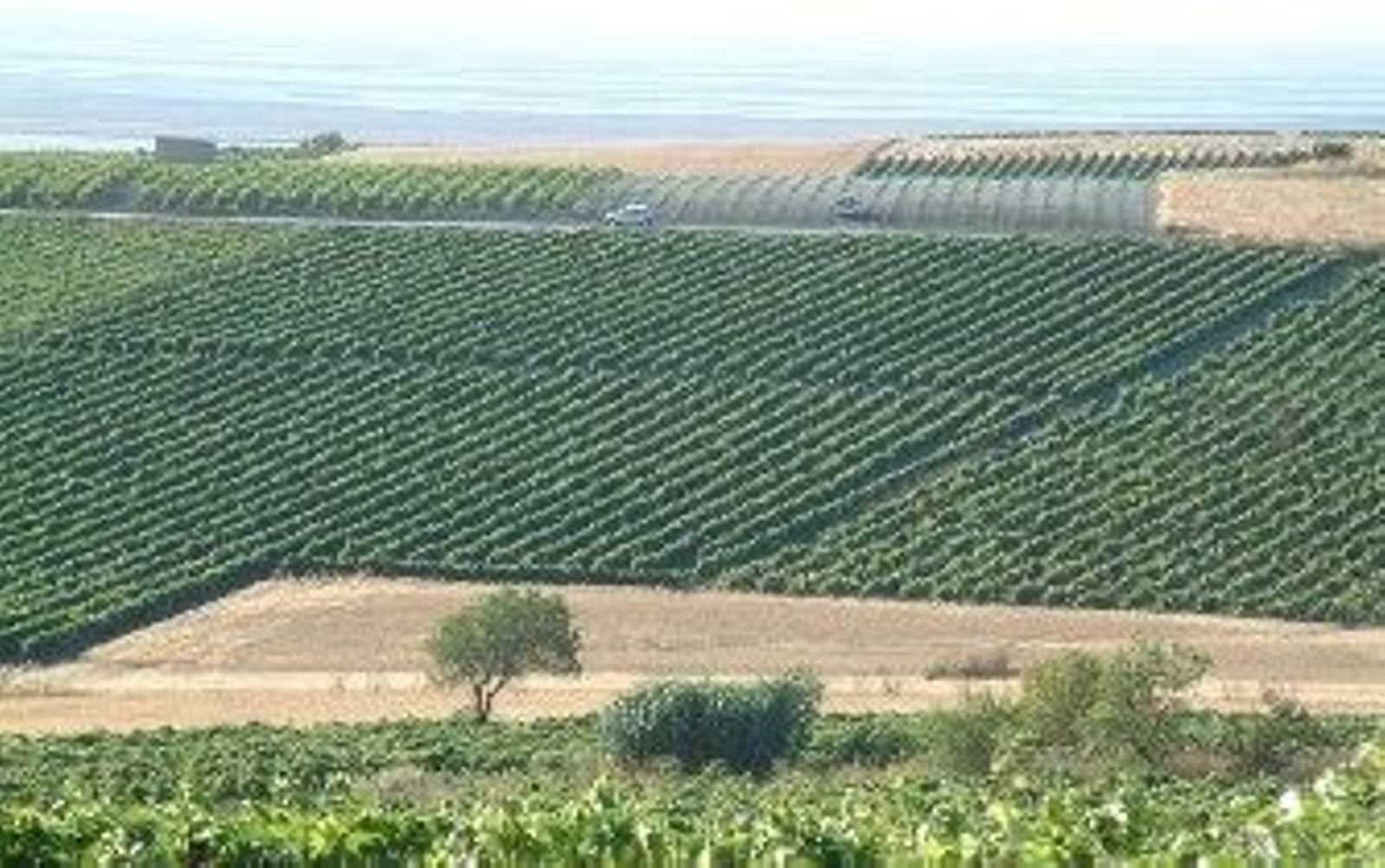 La uva es lo que importa