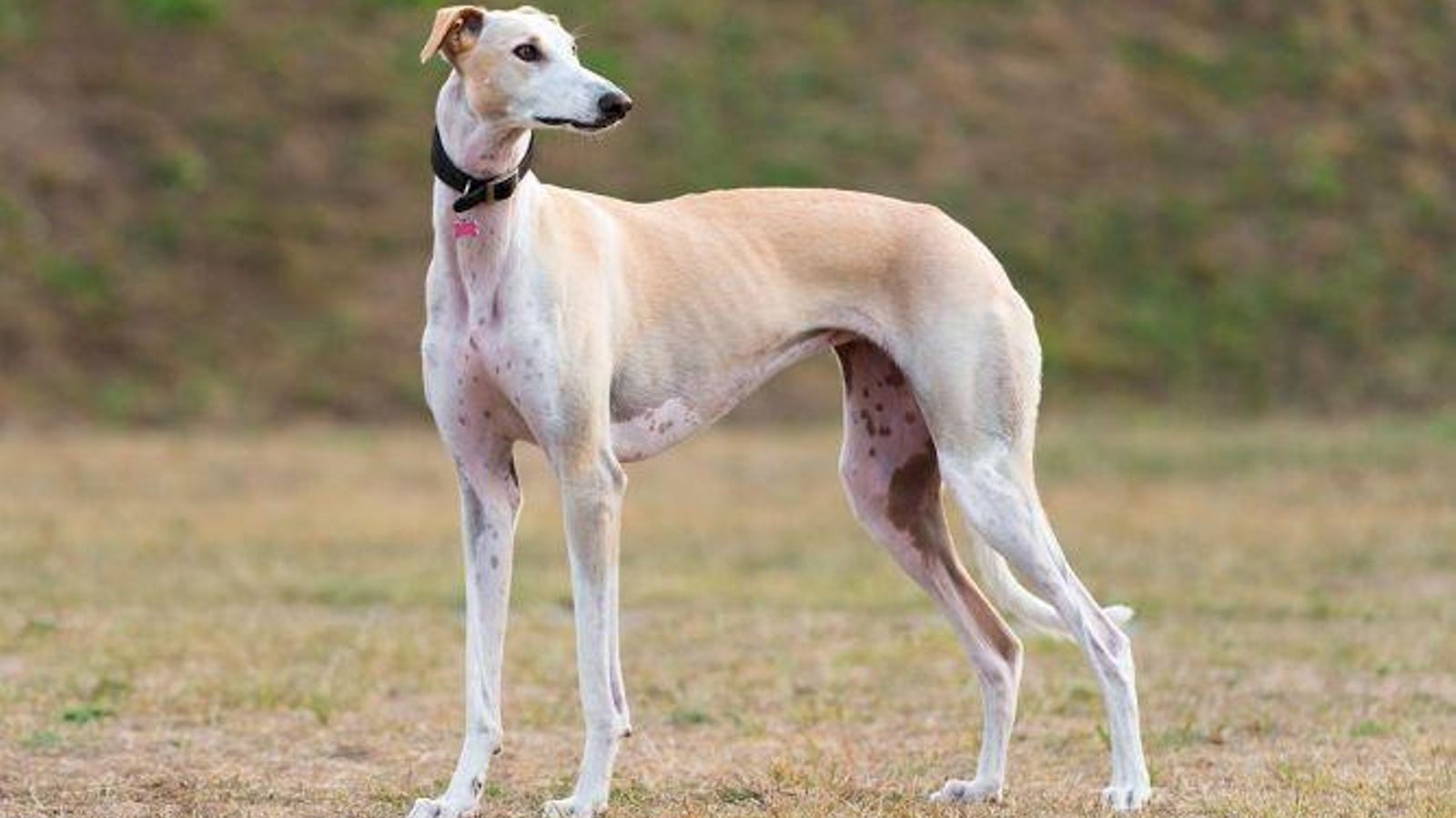 galgo