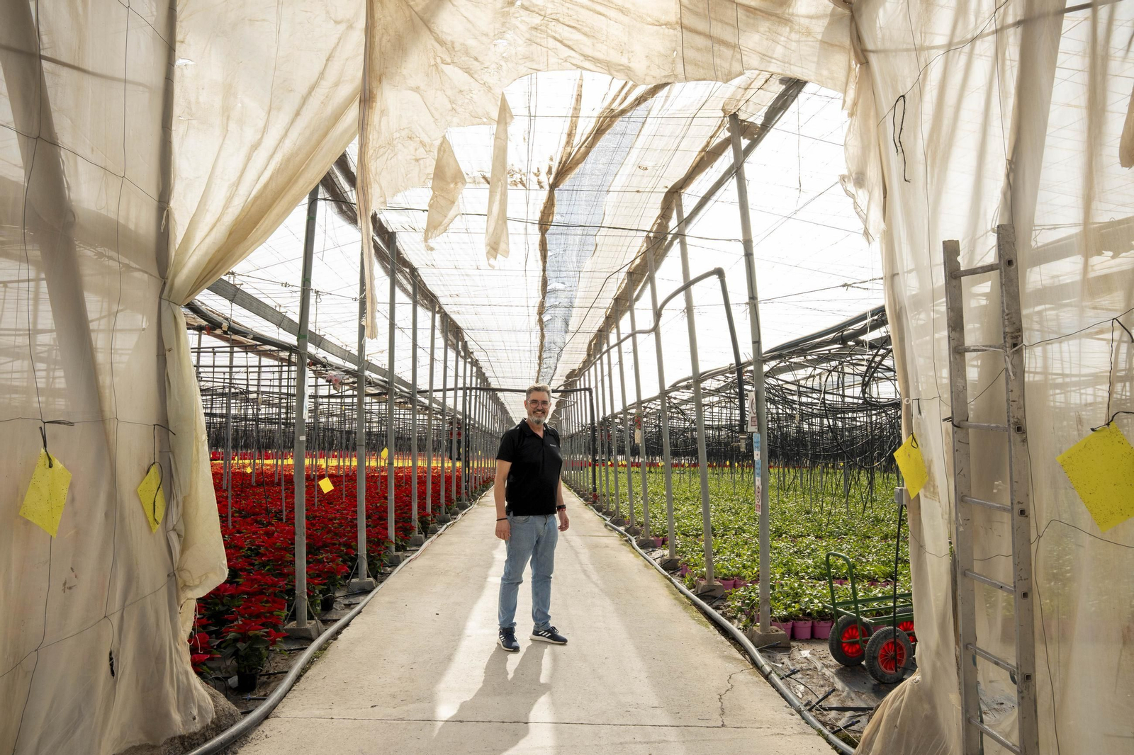 Así son las flores de pascua de SolísPlant, en imágenes
