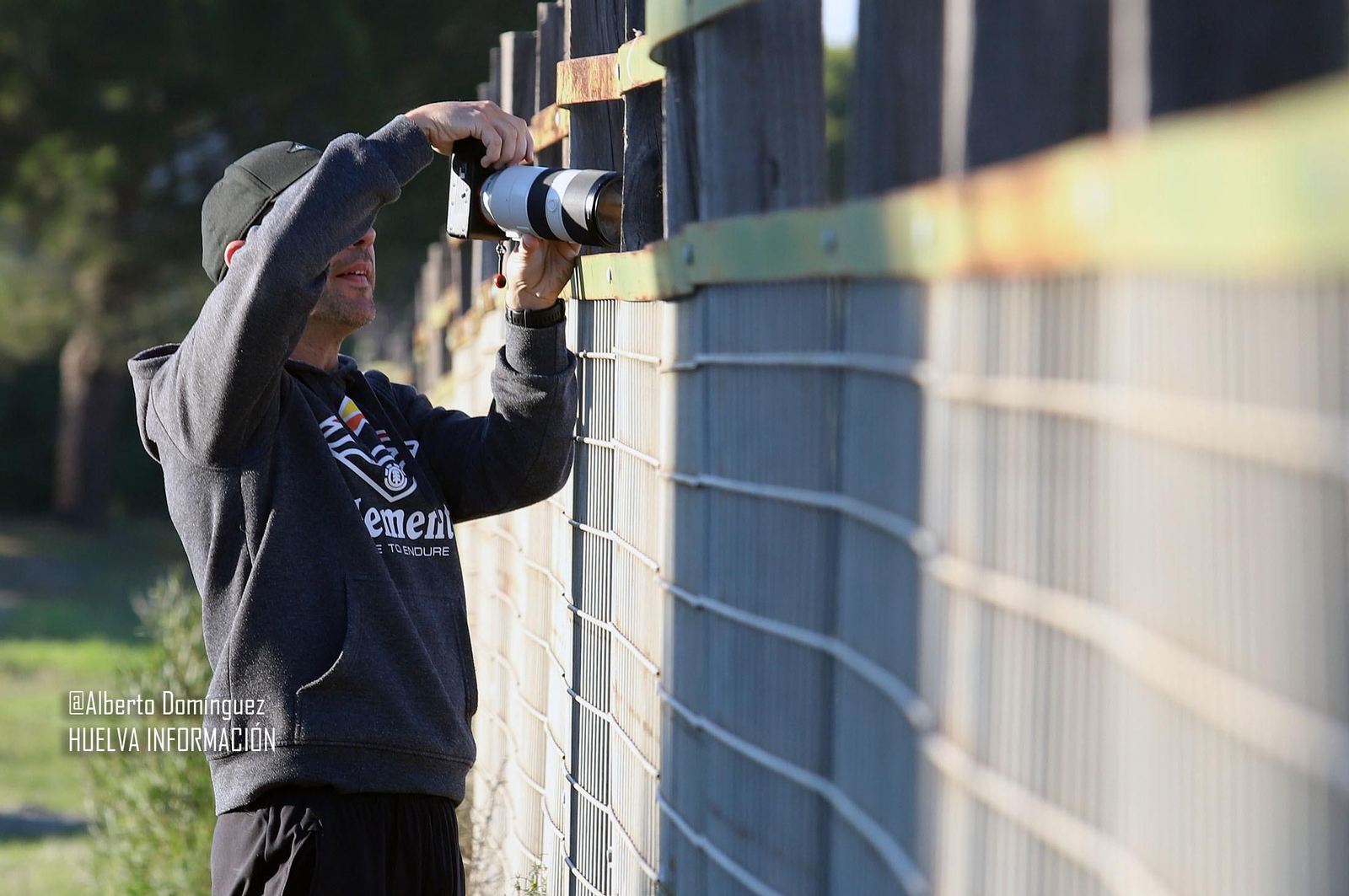 Imágenes de ciervos de Doñana junto a la carretera norte de Matalascañas