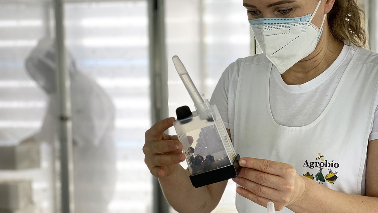 Control de calidad de los abejorros.