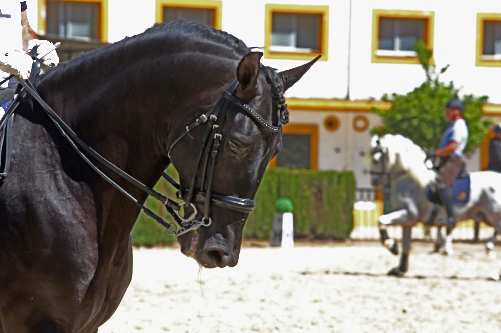 El concurso de doma reabre Sementales