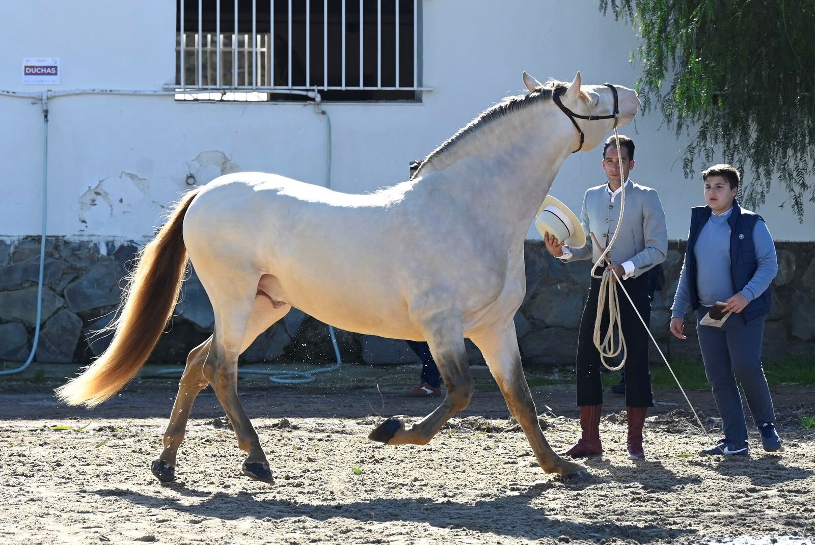 La Presentación de Sementales PRE 2026 en Córdoba, en imágenes