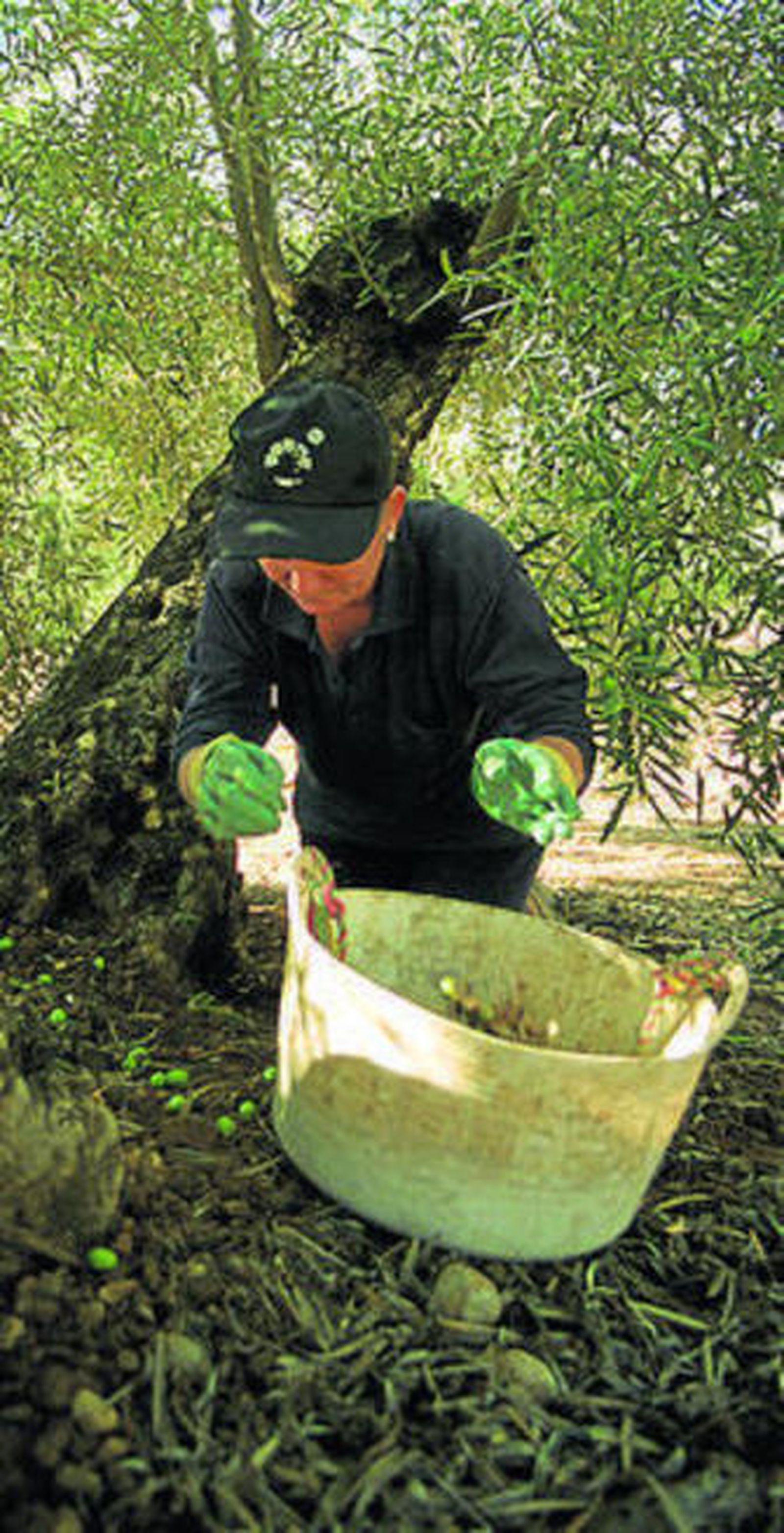 La pérdida de superficie es del 4%.