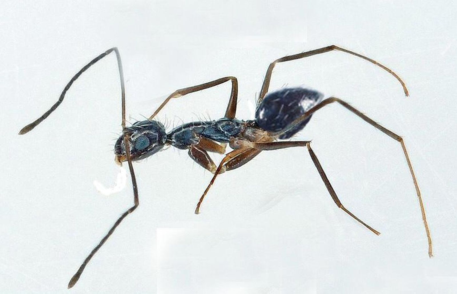 Paratrechina longicornis, conocida vulgarmente como "hormiga loca".