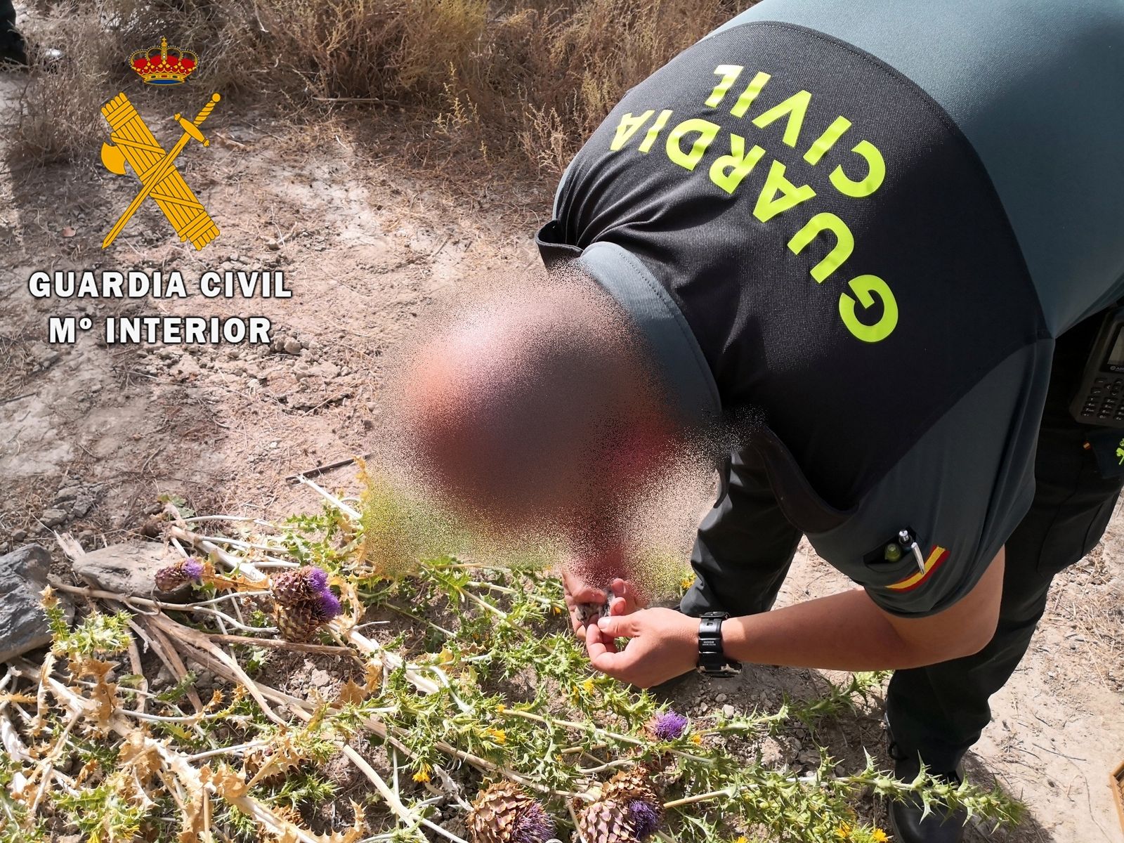La Guardia Civil investiga a siete personas por la captura no permitida de aves fringilidas
