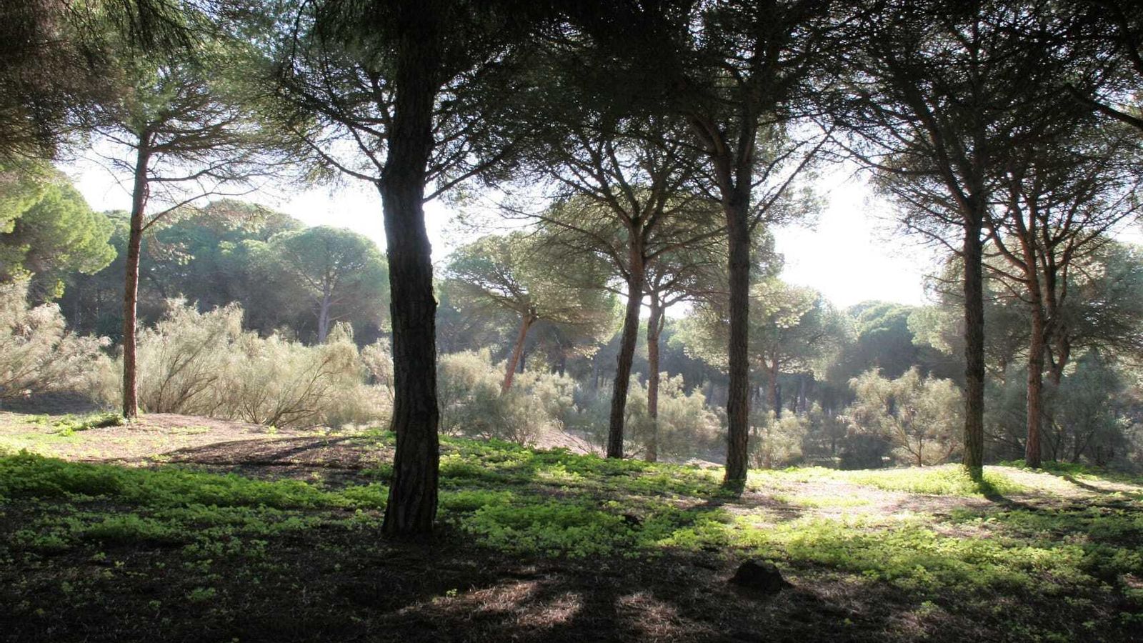 Una vista del pinar en la entrada por la calle Lagarto, la zona del bosque de pinos donde se va a intervenir. Una vista del pinar en la entrada por la calle Lagarto, la zona del bosque de pinos donde se va a intervenir.