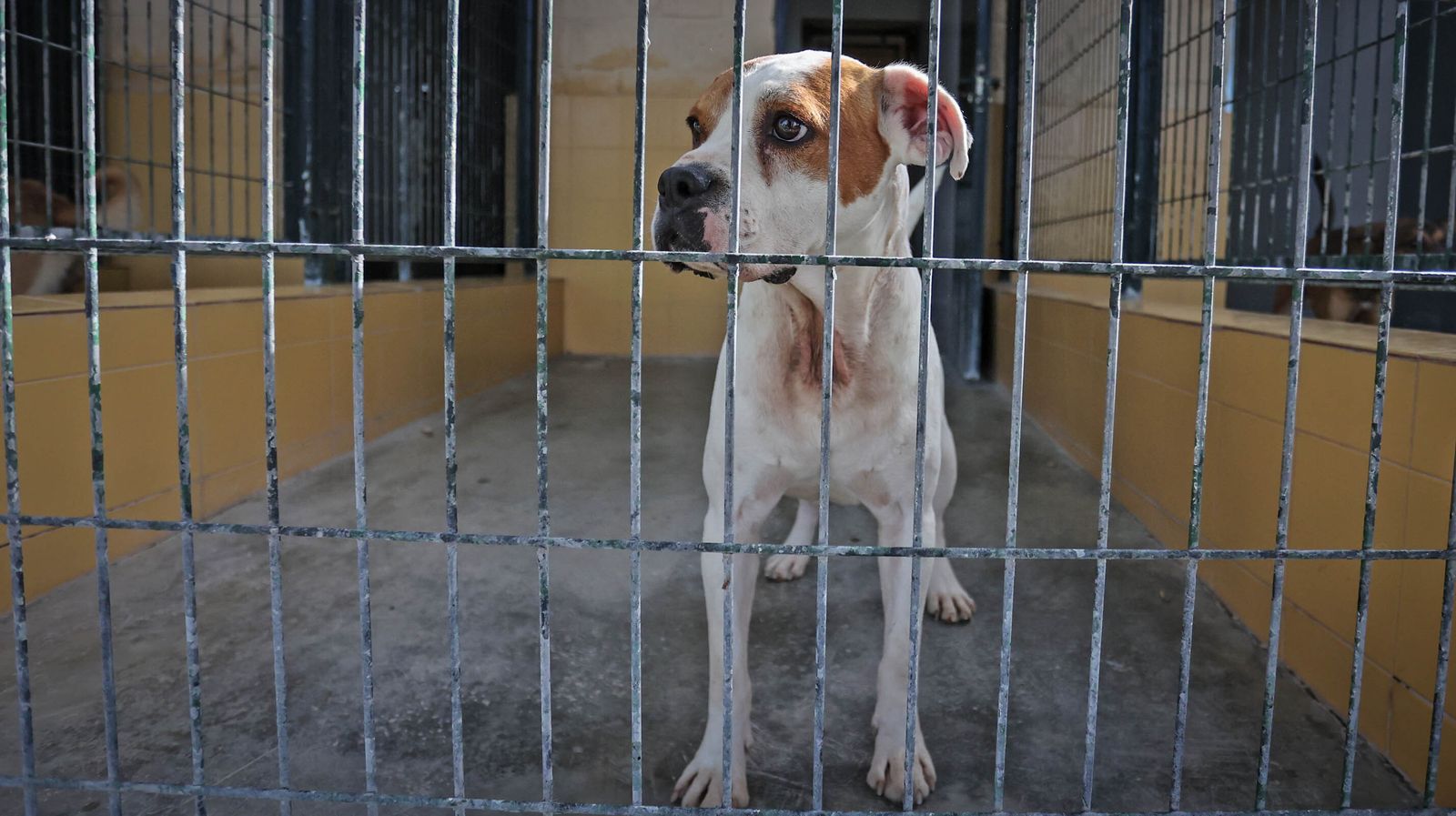 Centro de Protección Animal de Jerez