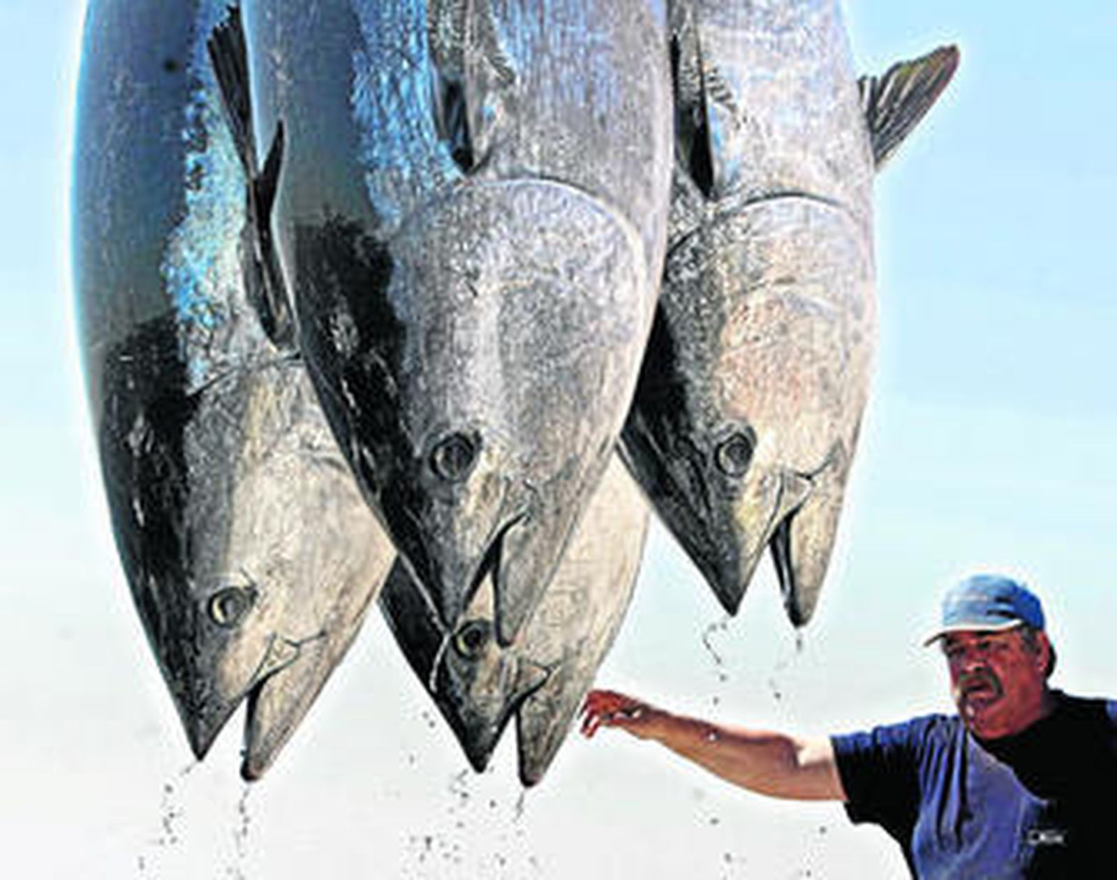 Varios atunes siendo transportados tras su captura en una almadraba.