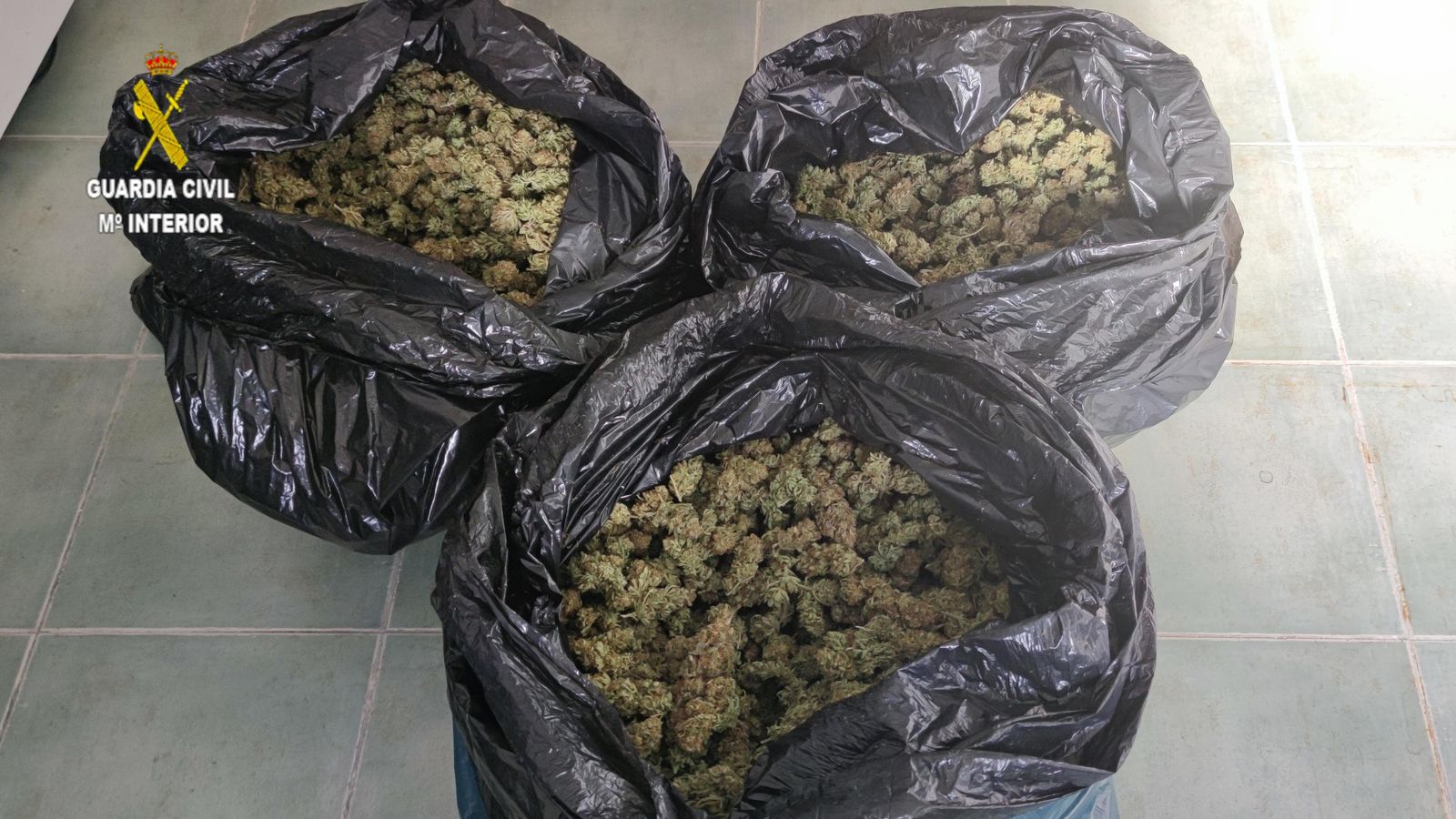 Las bolsas con los cogollos de marihuana.