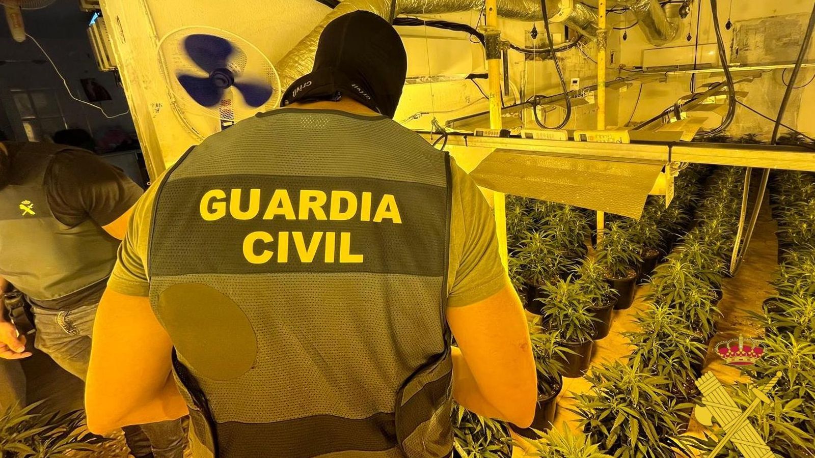 Uno de los agentes de la Guardia Civil en el interior de la plantación. Uno de los agentes de la Guardia Civil en el interior de la plantación.