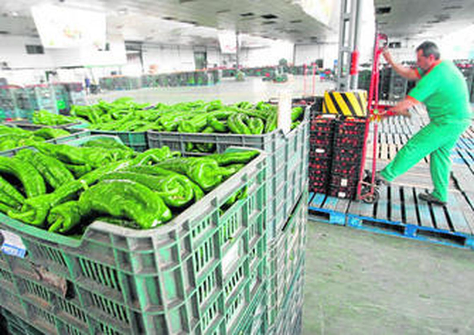 Instalaciones de Agrupaejido en el Polígono Industrial de La Redonda, en El Ejido.