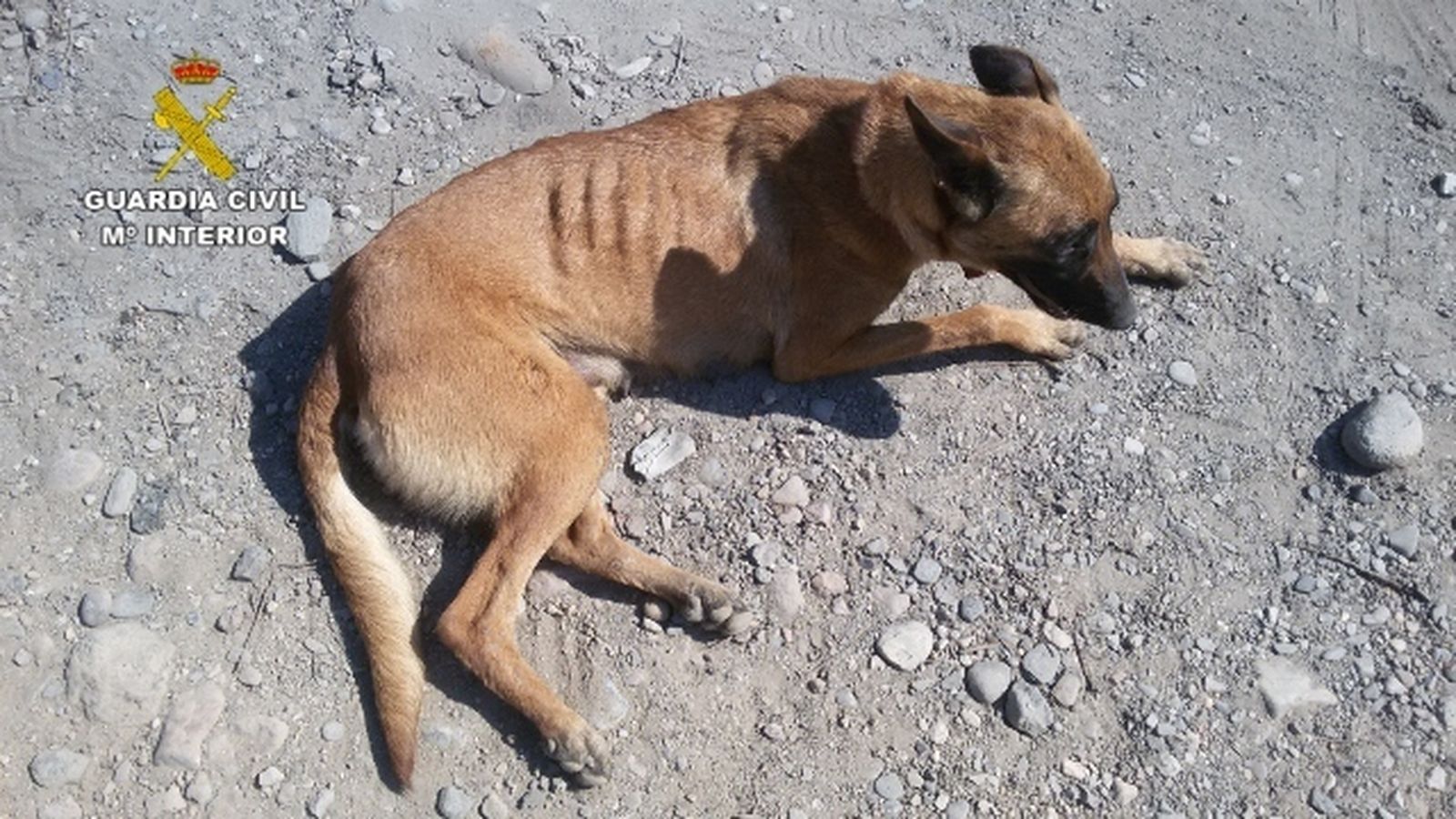 Foto de archivo de un perro maltratado.