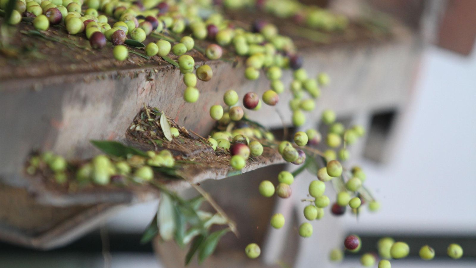 Aceitunas del olivar de Olibeas