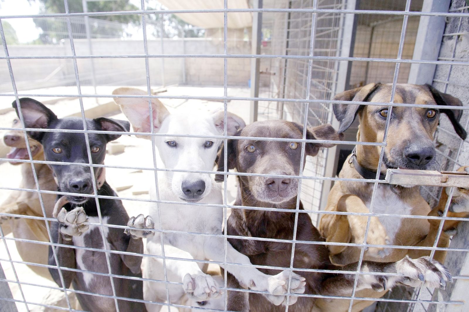 Perros esperando una adopción.
