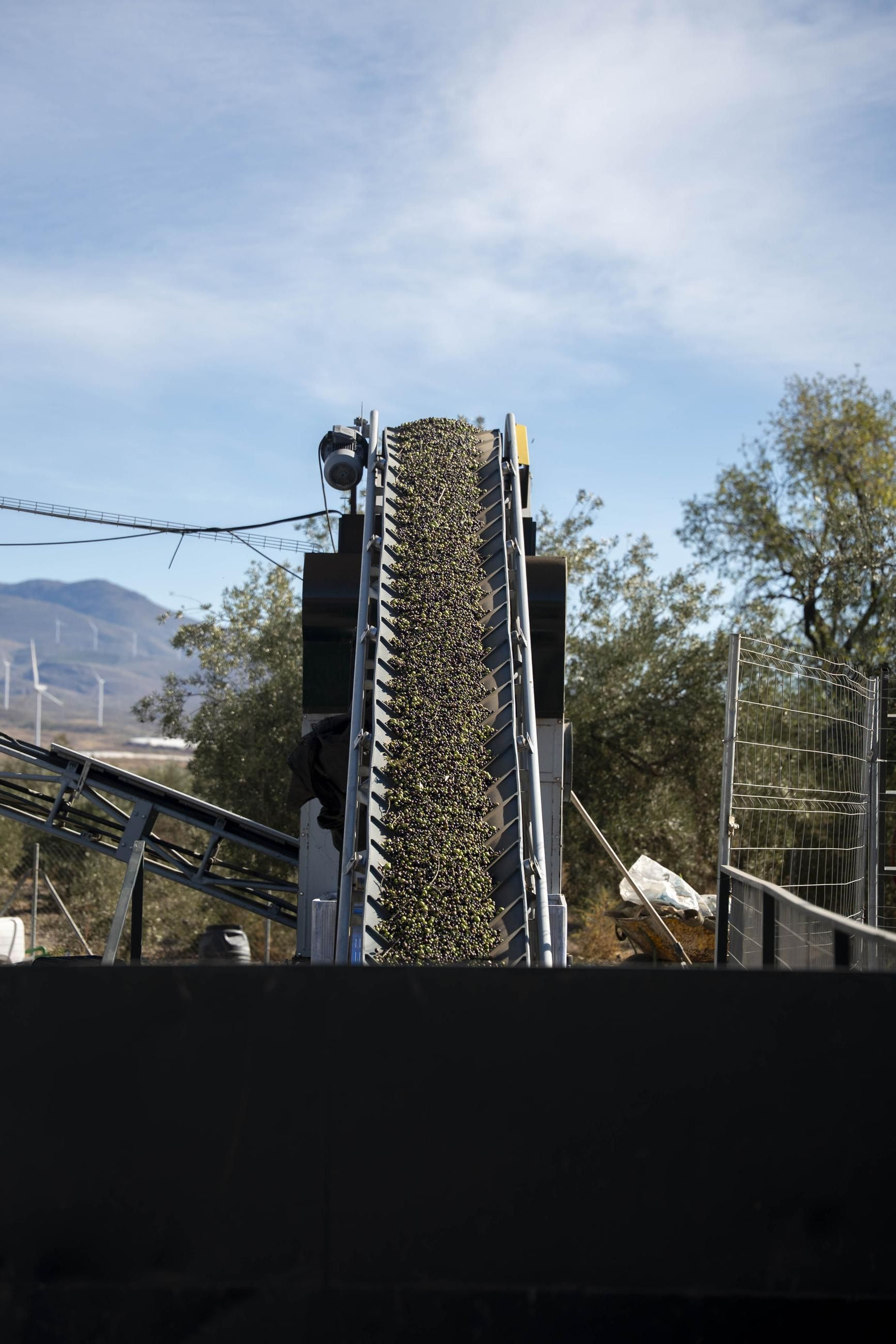 Os enseñamos como se hace el aceite en la almazara de Fiñana, en imágenes