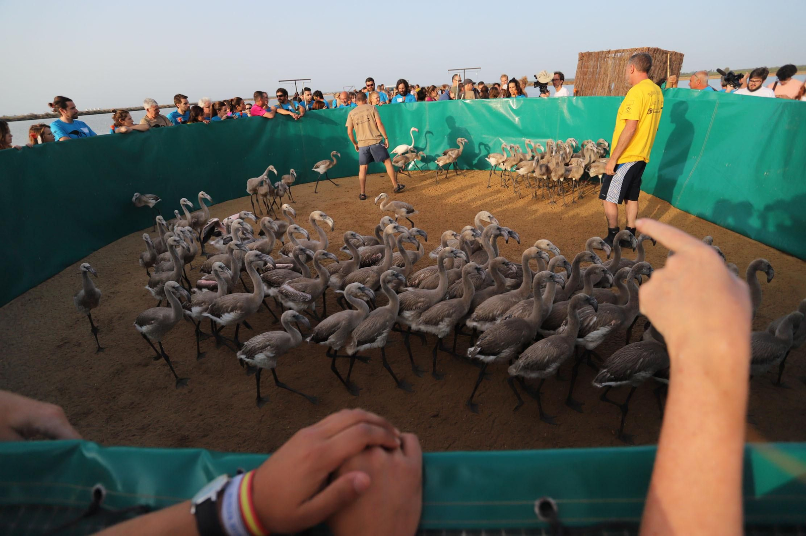 Imágenes del anillamiento de Flamencos en Marismas del Odiel