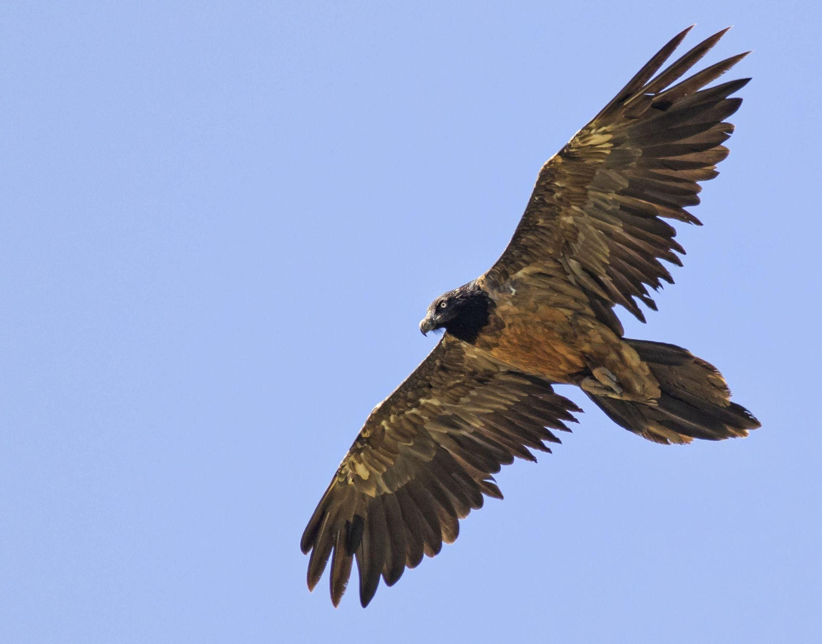 Un quebrantahuesos volando