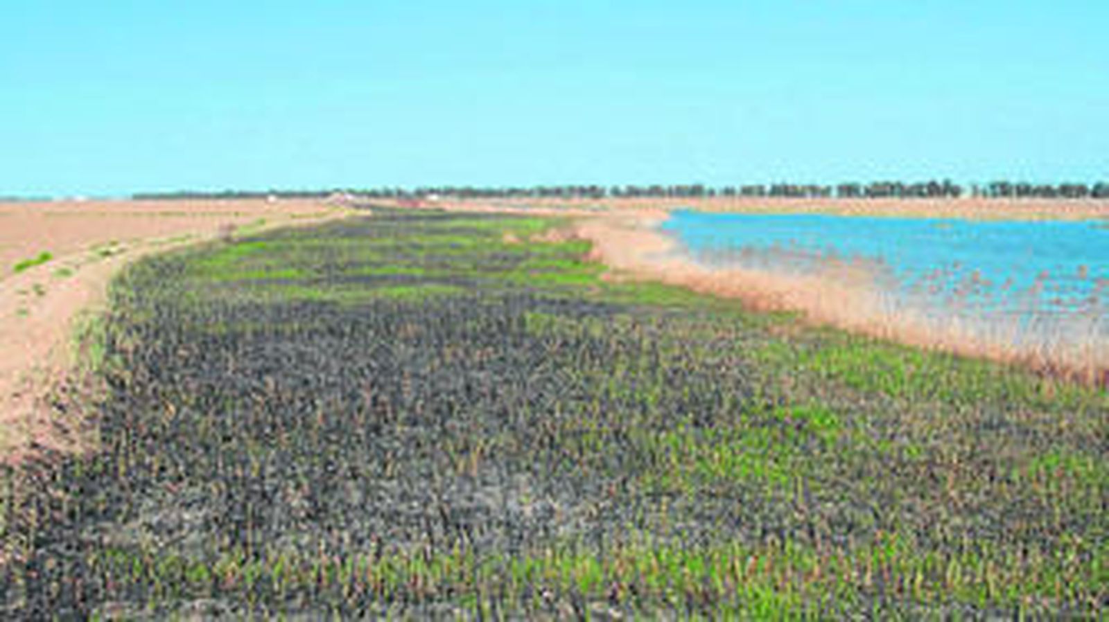 Heridas en el brazo del Guadalquivir