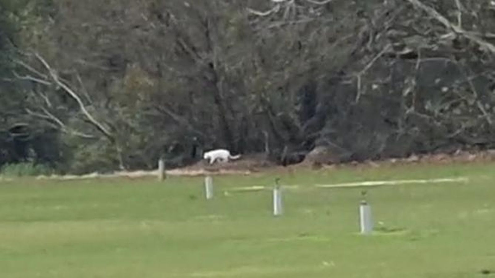 El supuesto "gran felino blanco" visto, por primera vez, en la Carretera Vieja de Los Barrios.