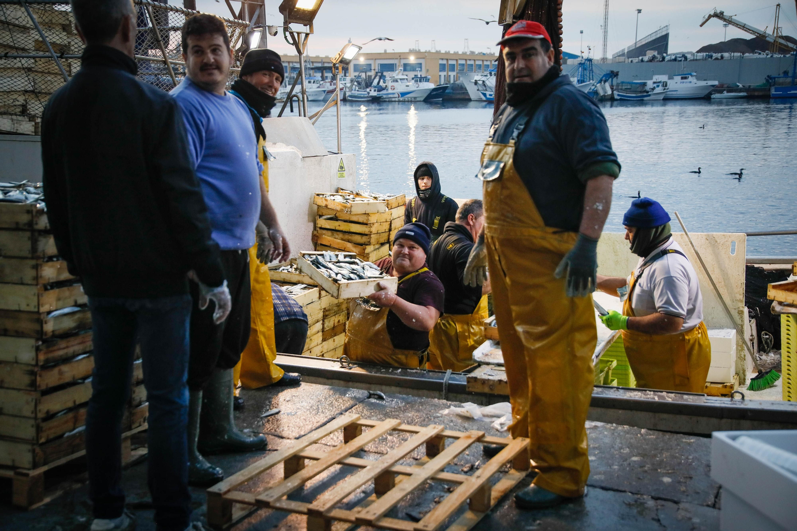 Te contamos en imágenes como ha sido la descarga de las traiñas en la lonja de Almería