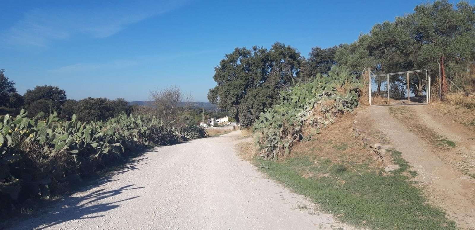 Seguimos por la pista con la tierra más clara.