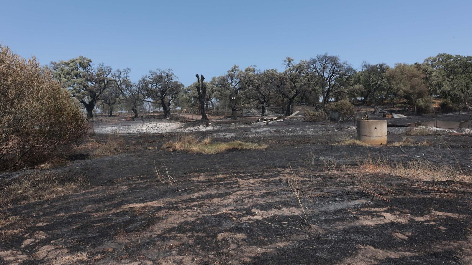 Olivos afectados por el incendio en la zona rural de Jerez.