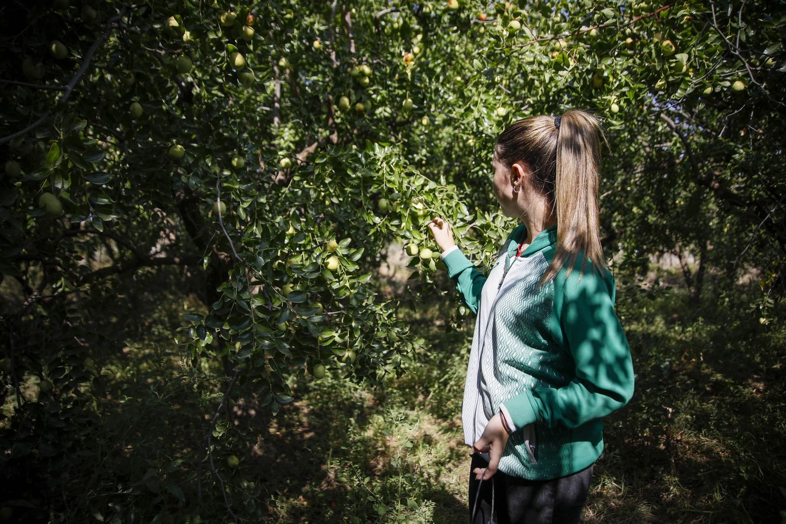 Imágenes del cultivo de azufaifas en Abrucena