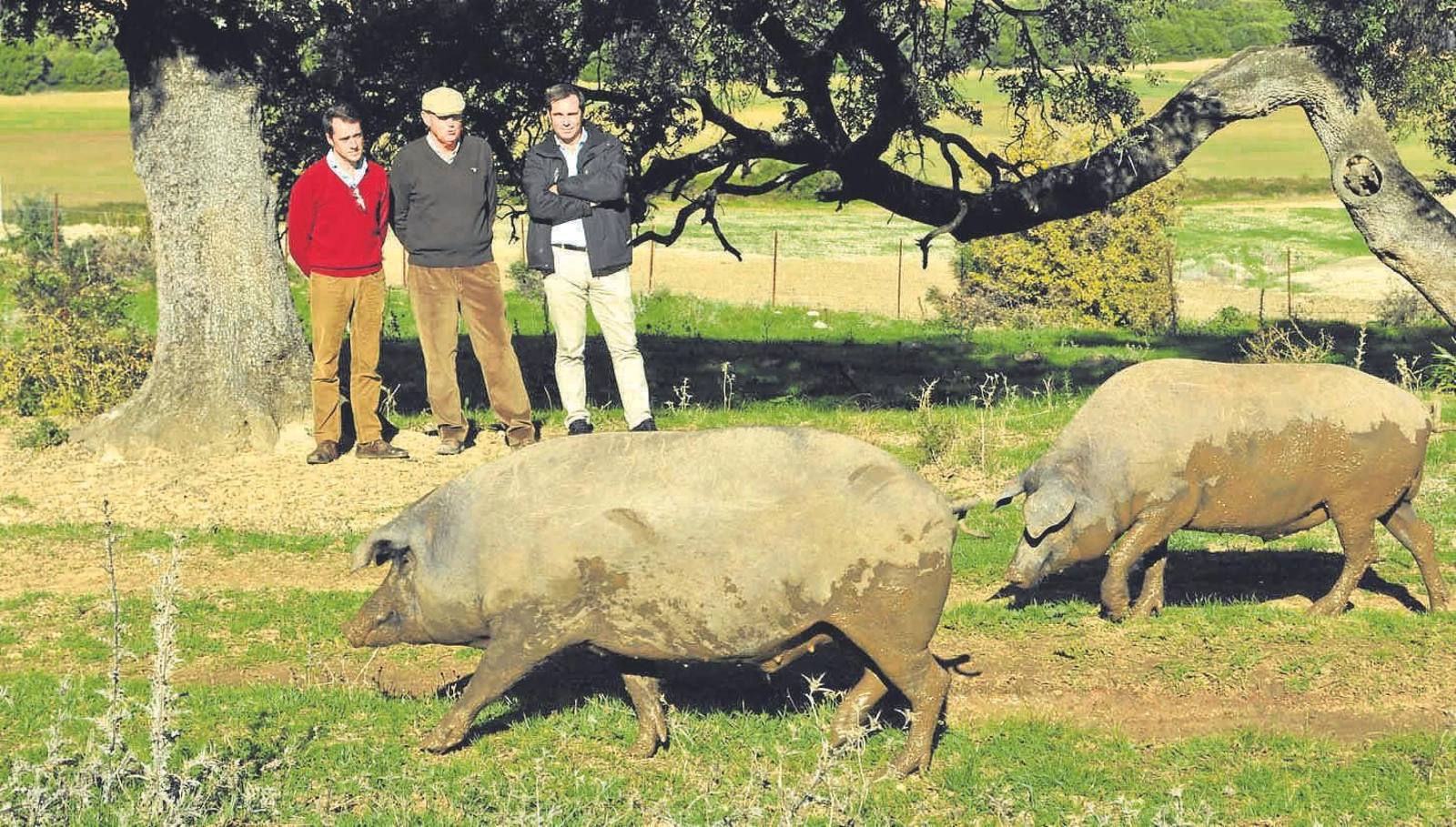 El presidente y el secretario  general de Asaja-Cádiz  y José Pravia admiran  los cerdos ibéricos.