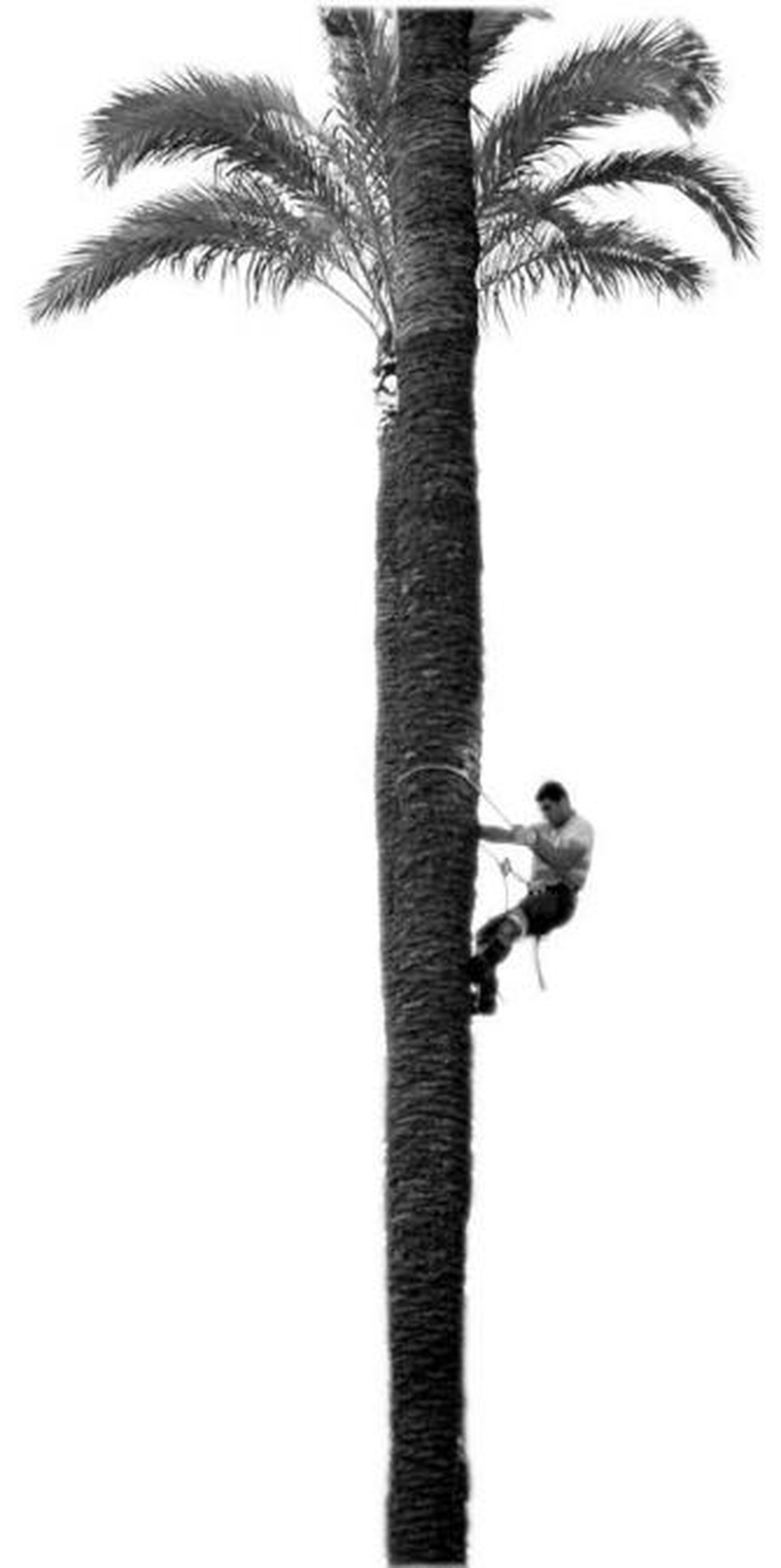 Trepando en el trabajo