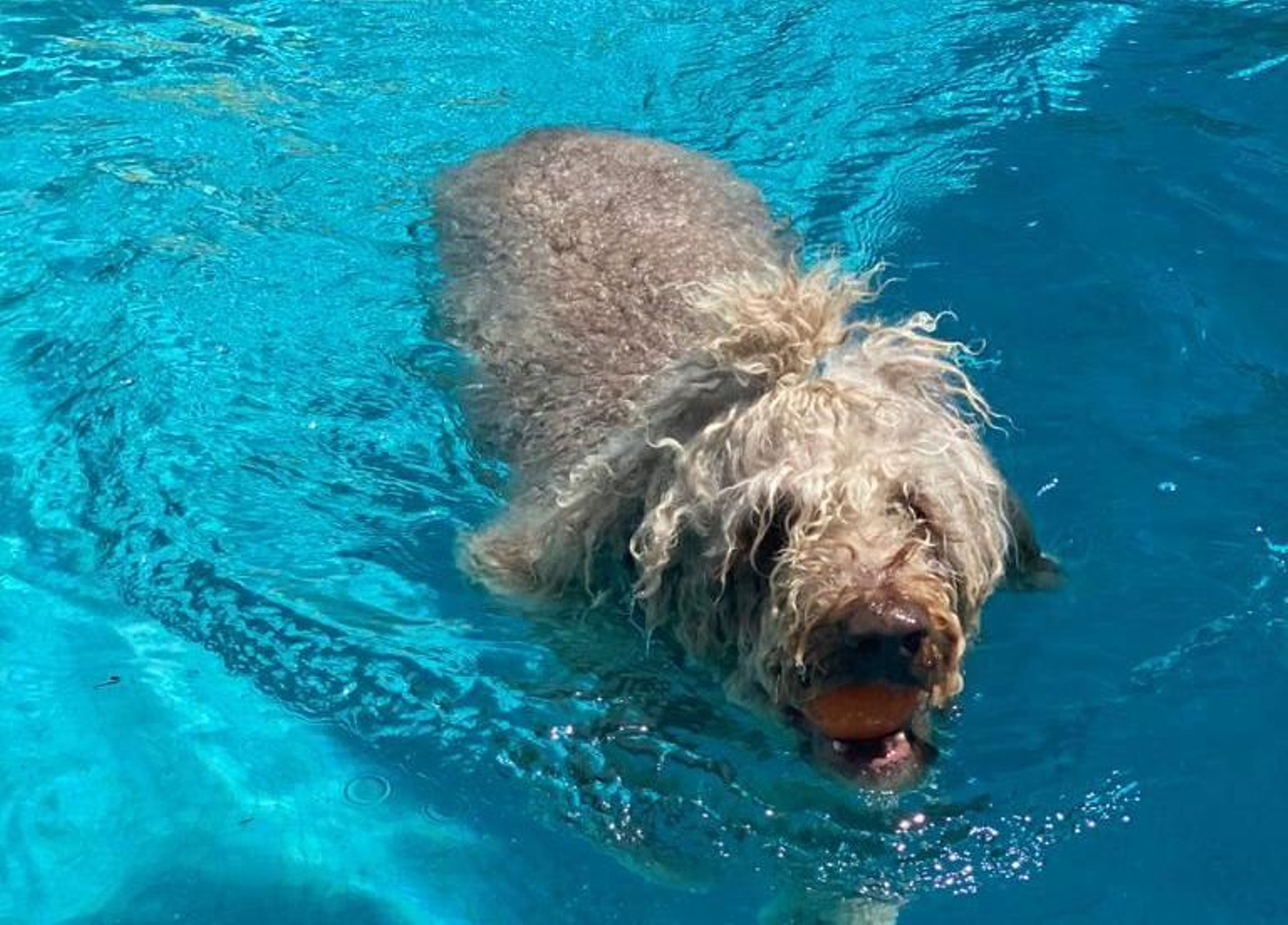 La perrita objeto del litigio