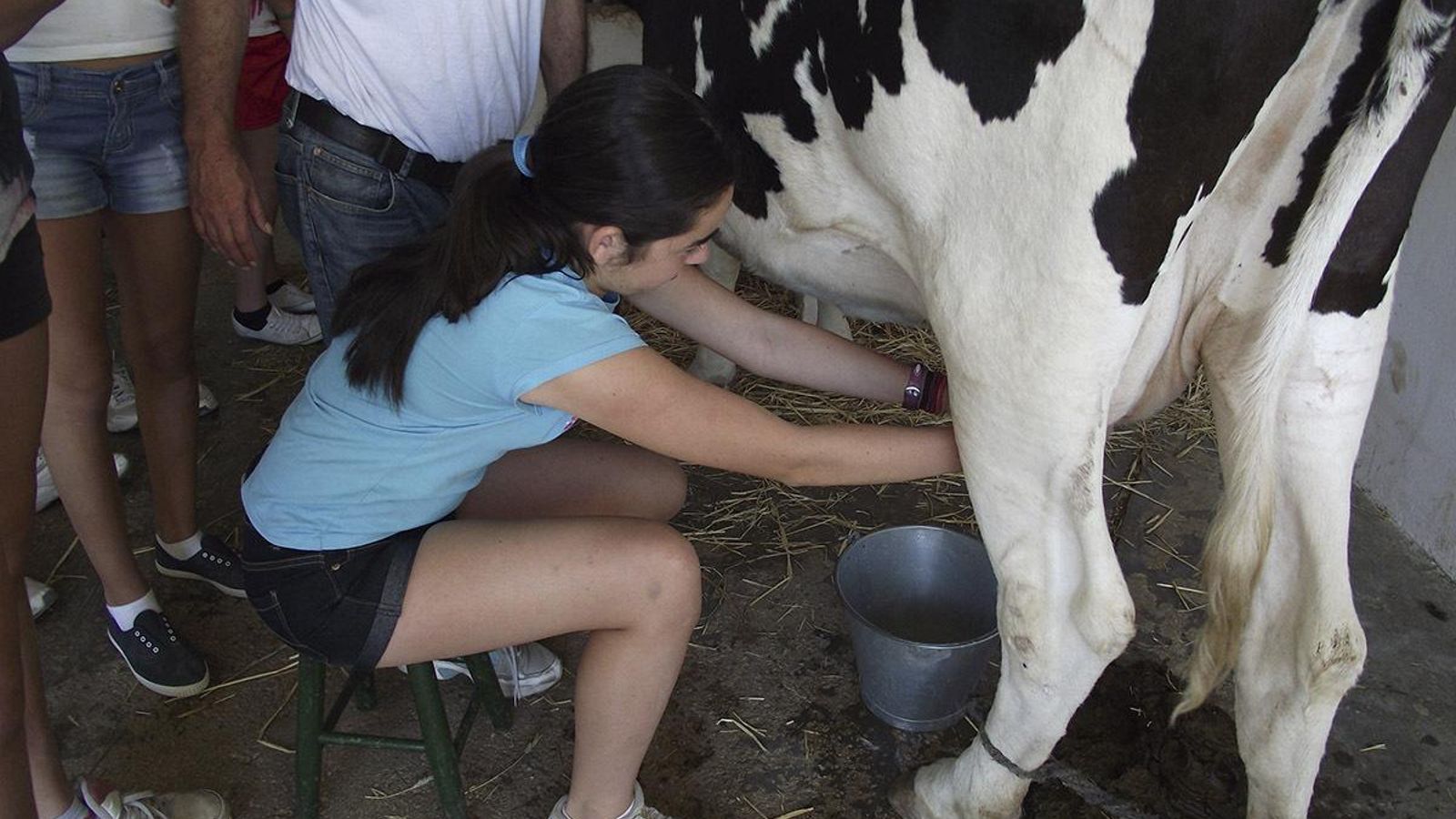 Niña ordeña a una vaca.