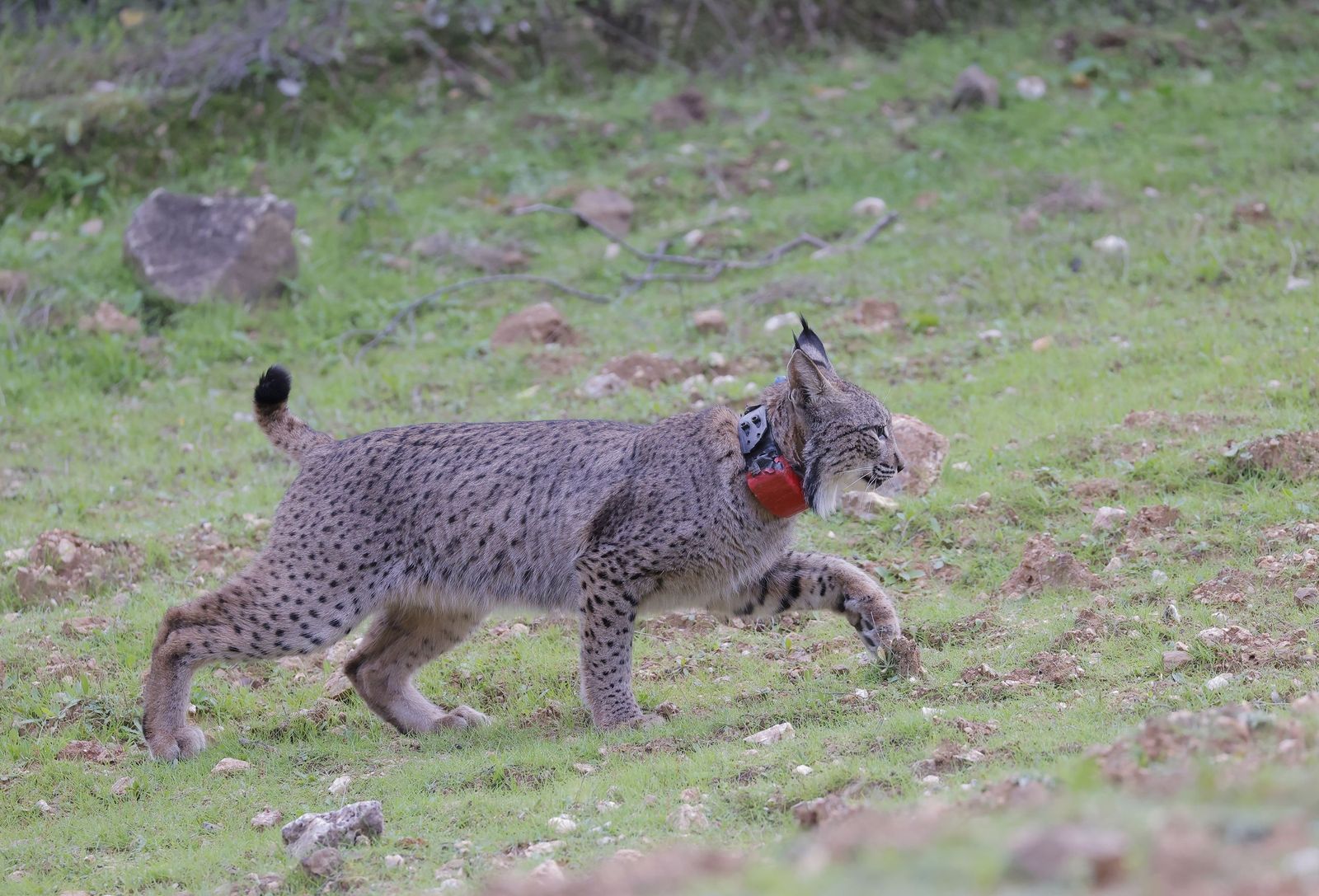 Wando y Wadala liberados en Lora del Rio