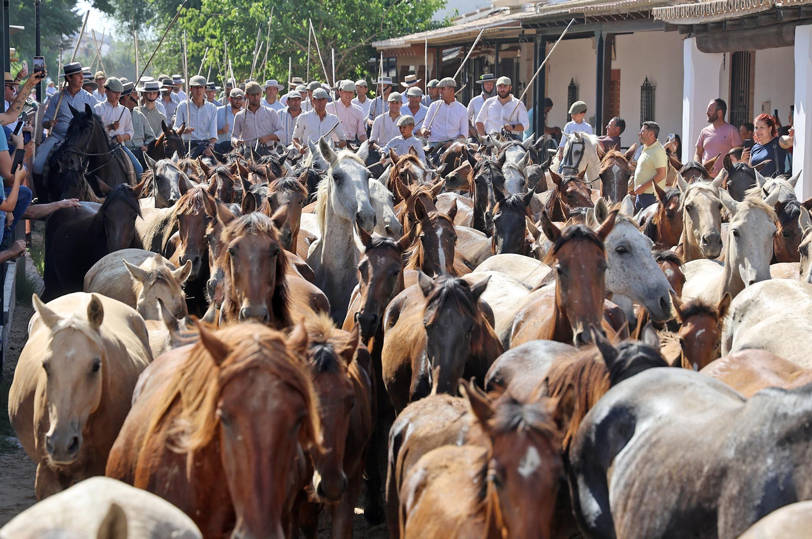 Las mejores imágenes de la Saca de las Yeguas 2025