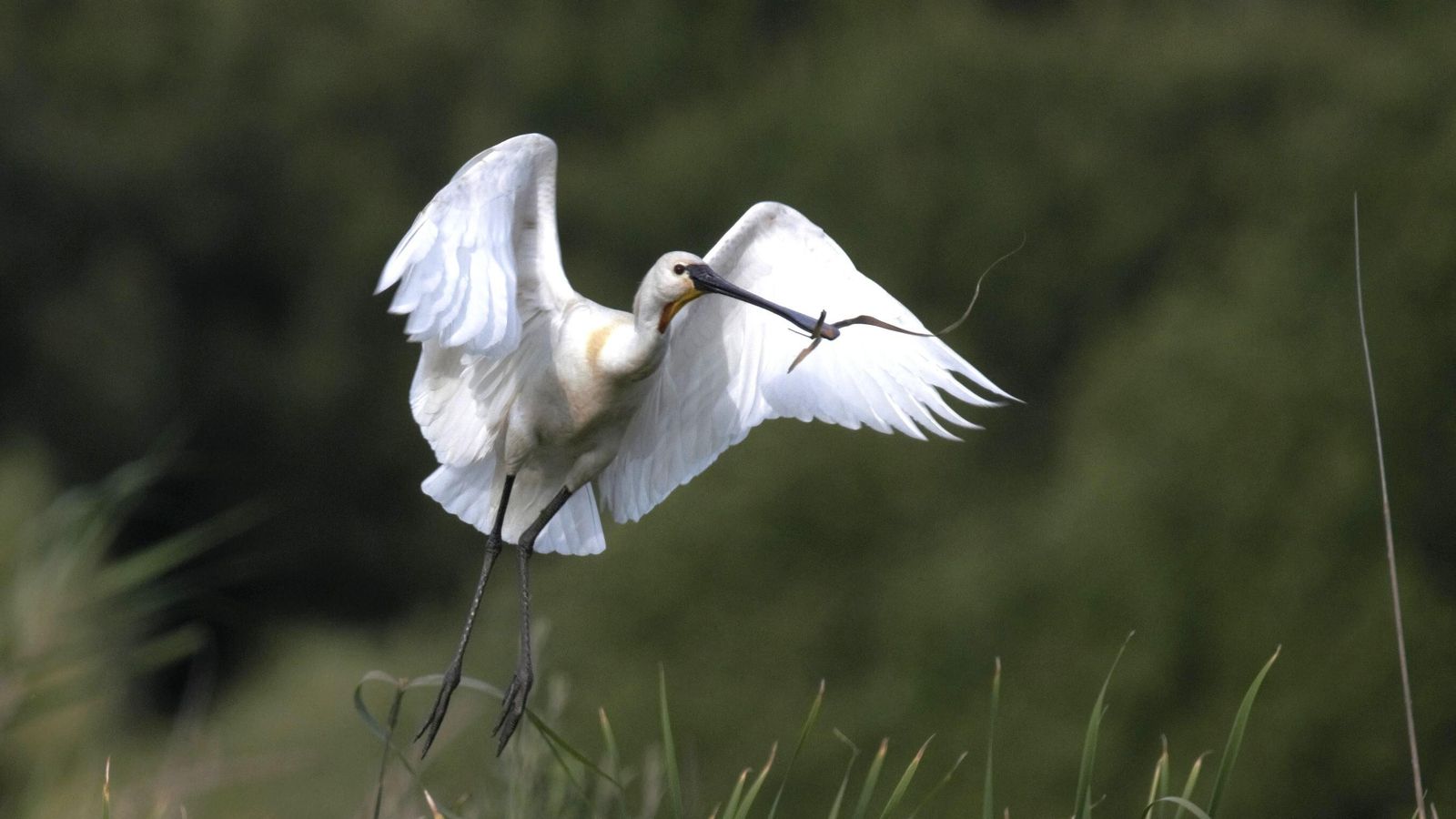 Una espátula. Imagen de archivo.