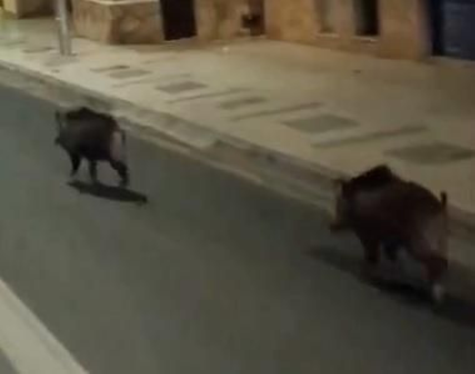 Dos jabalíes por las calles de El Palo el pasado marzo.
