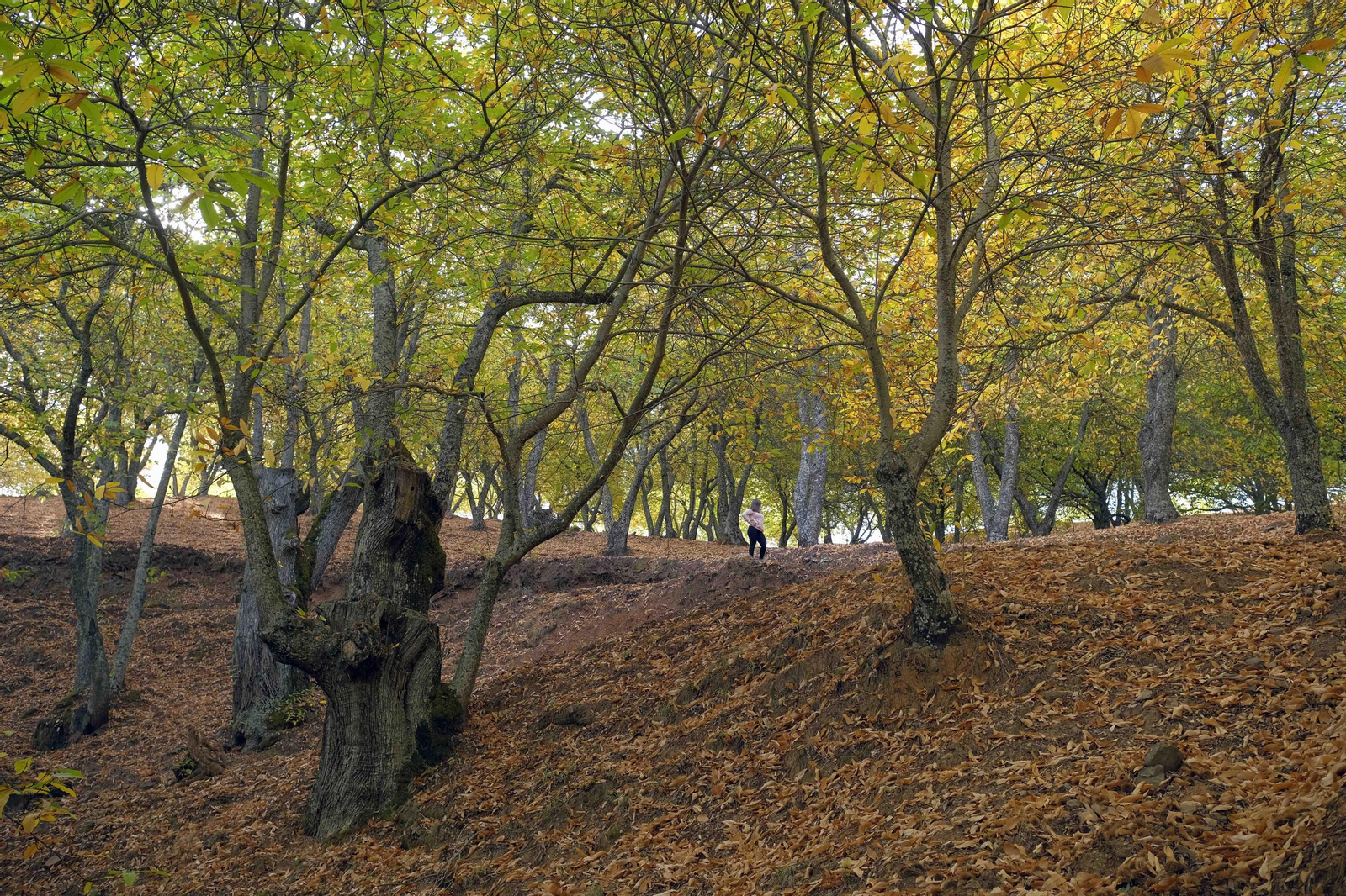 El Bosque de Cobre, en imágenes