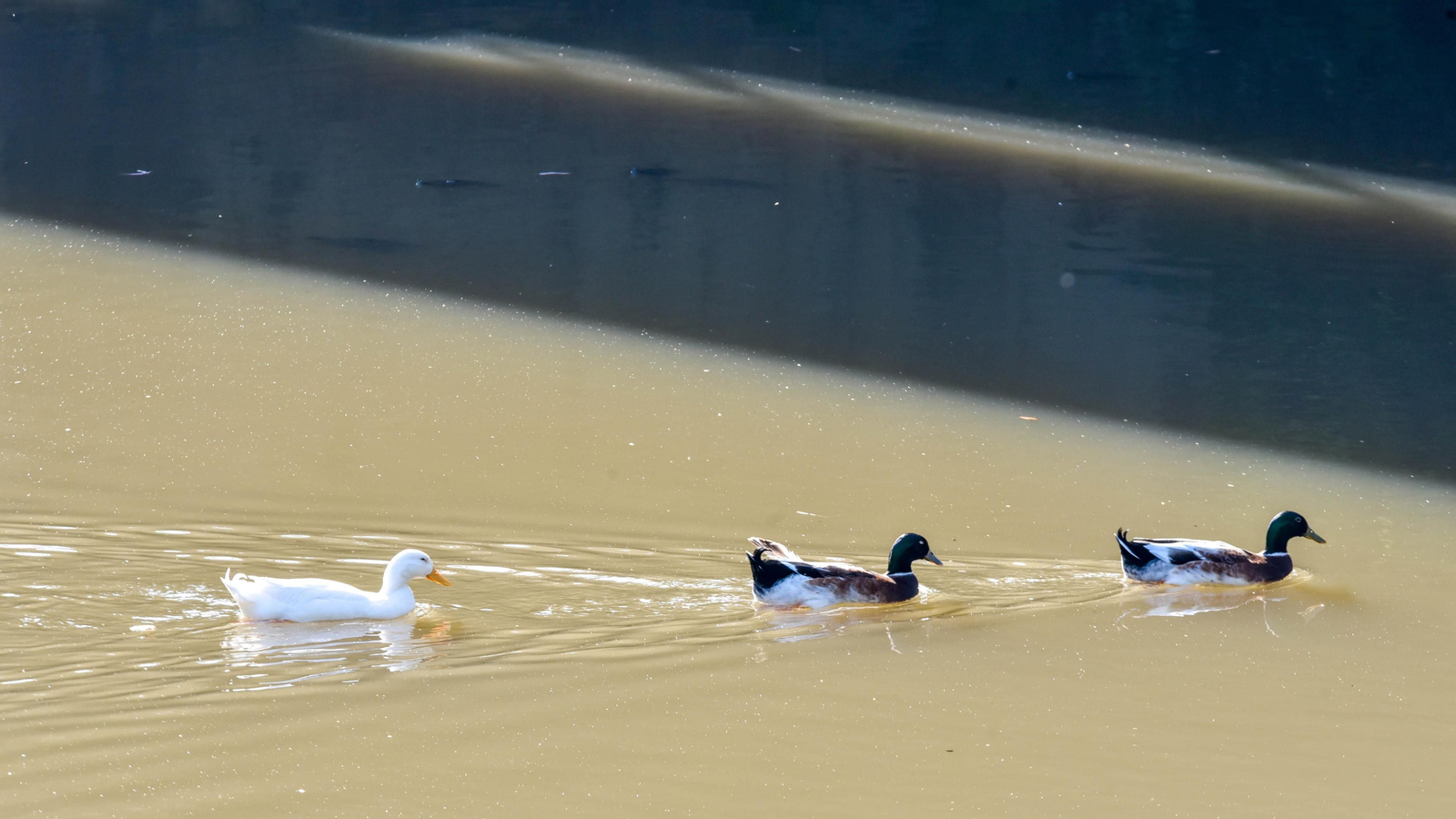 Ruta en kayak por El Palmones
