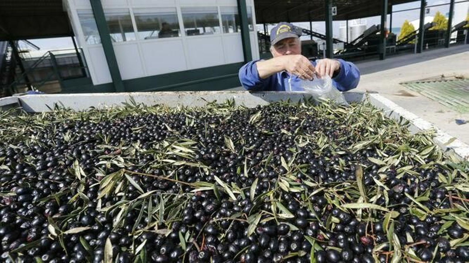 Producción de aceituna.
