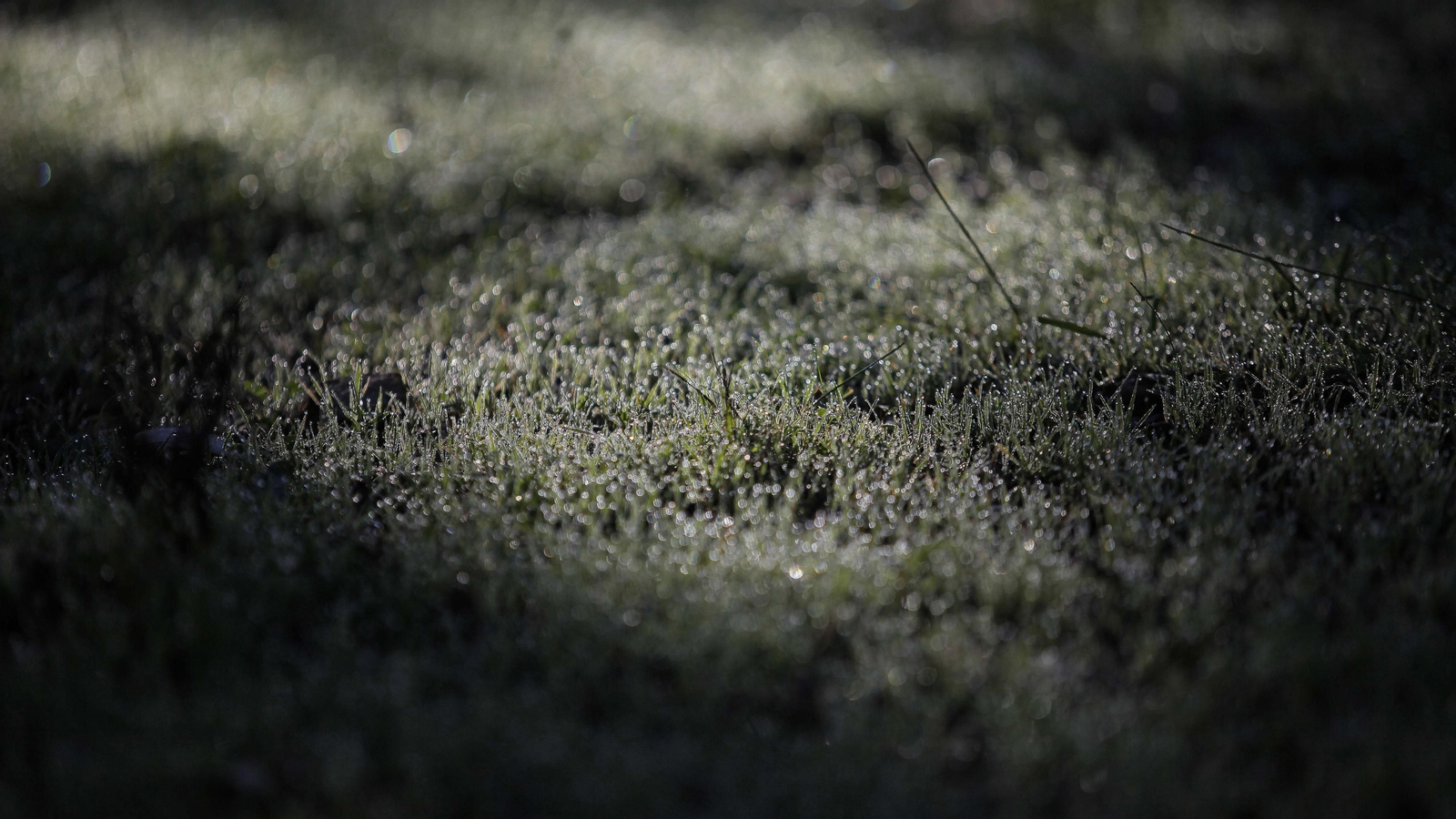 Sendero de la finca Murta en Los Barrios
