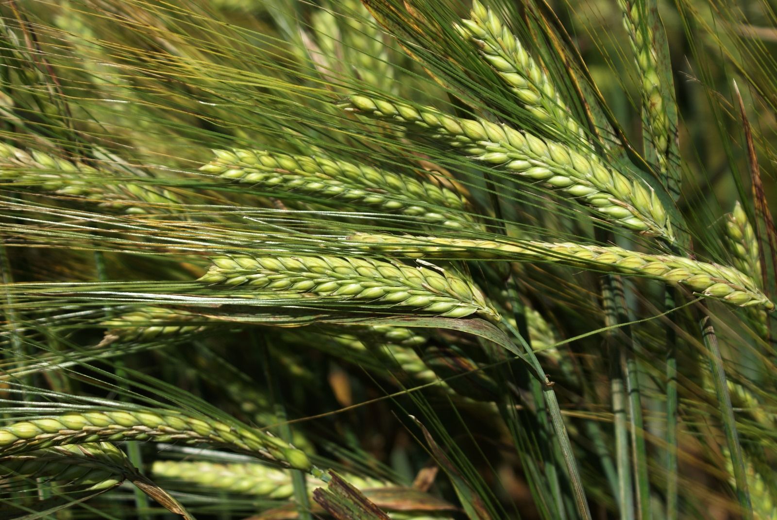 La producción de trigo deberá verse incrementada en un 60%