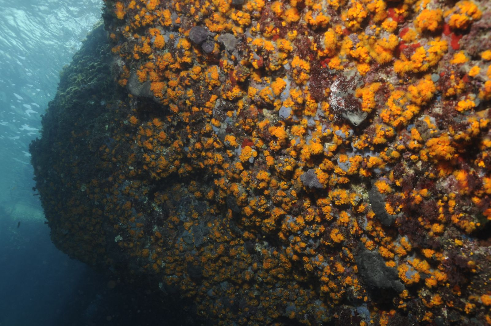 Una pared de coral anaranjado, también conocido como 'Astroides calycularis'.
