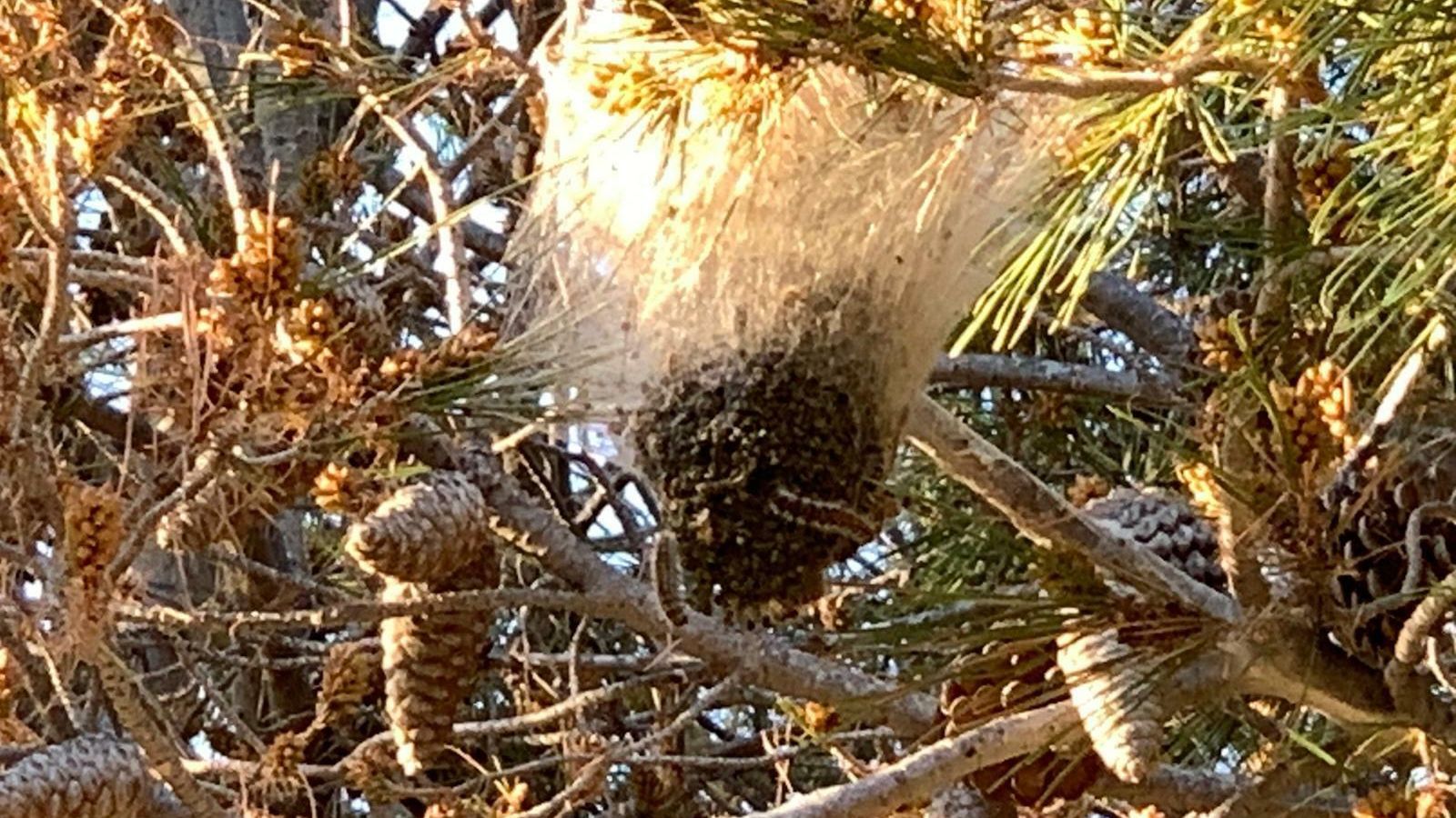 Bolsa en la se crían las orugas de procesionaria.