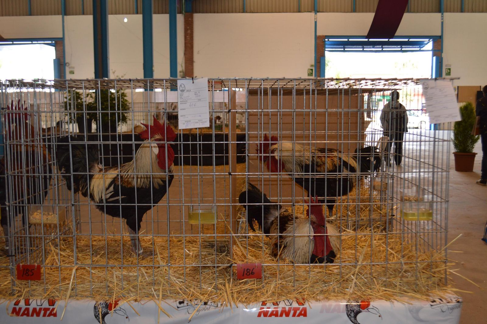 Muestra de algunas de las gallinas en años anteriores.