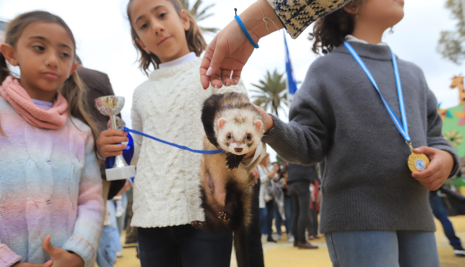 Jerez celebra San Antón 2025