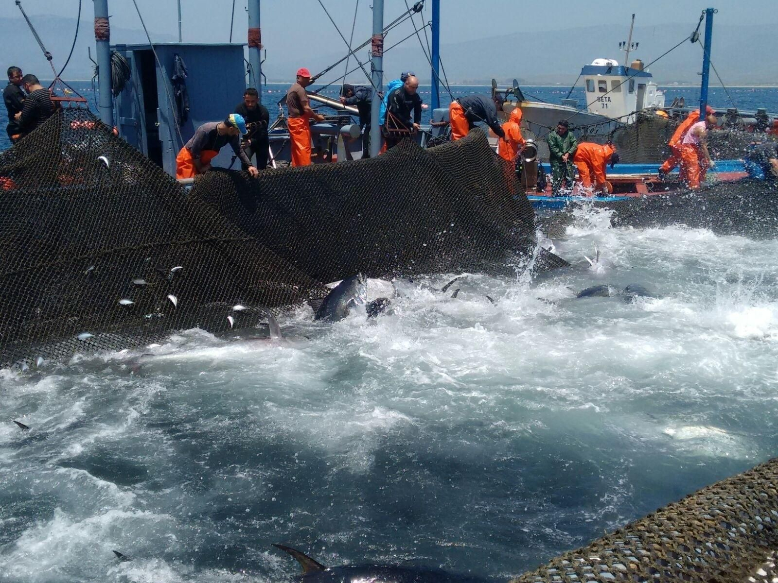 Pesca de almadraba en Tarifa